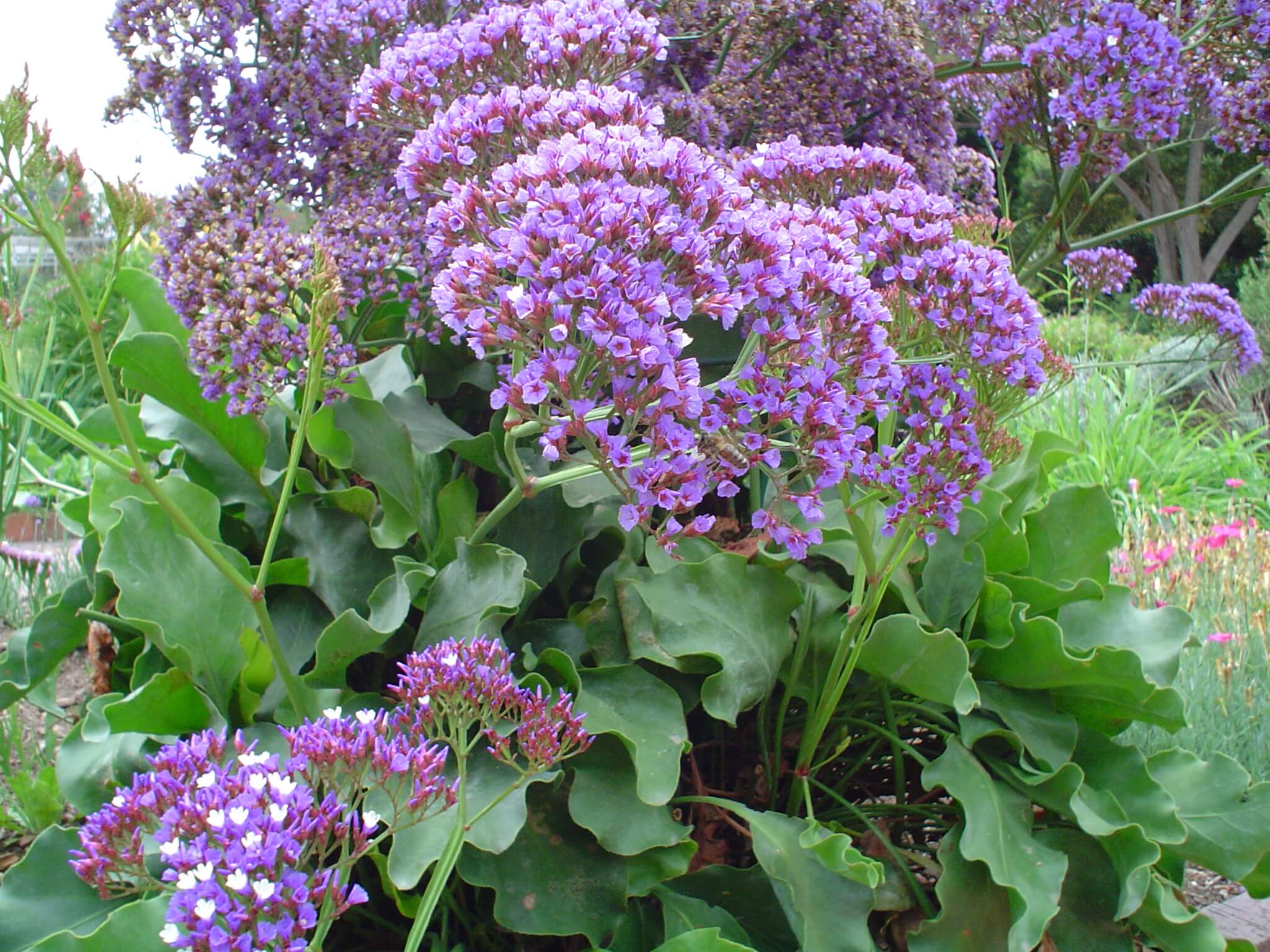 This perennial statice, Limonium perezii is frost tender but tough as nails in salt air and coastal conditions.