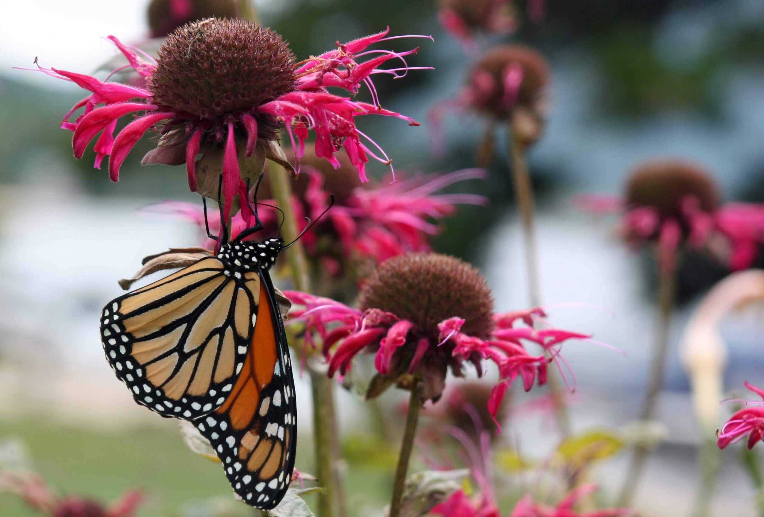 A monarch butterfly perilously drinks from a Monarda didyma flower--a plant typically pollinated by hummingbirds!