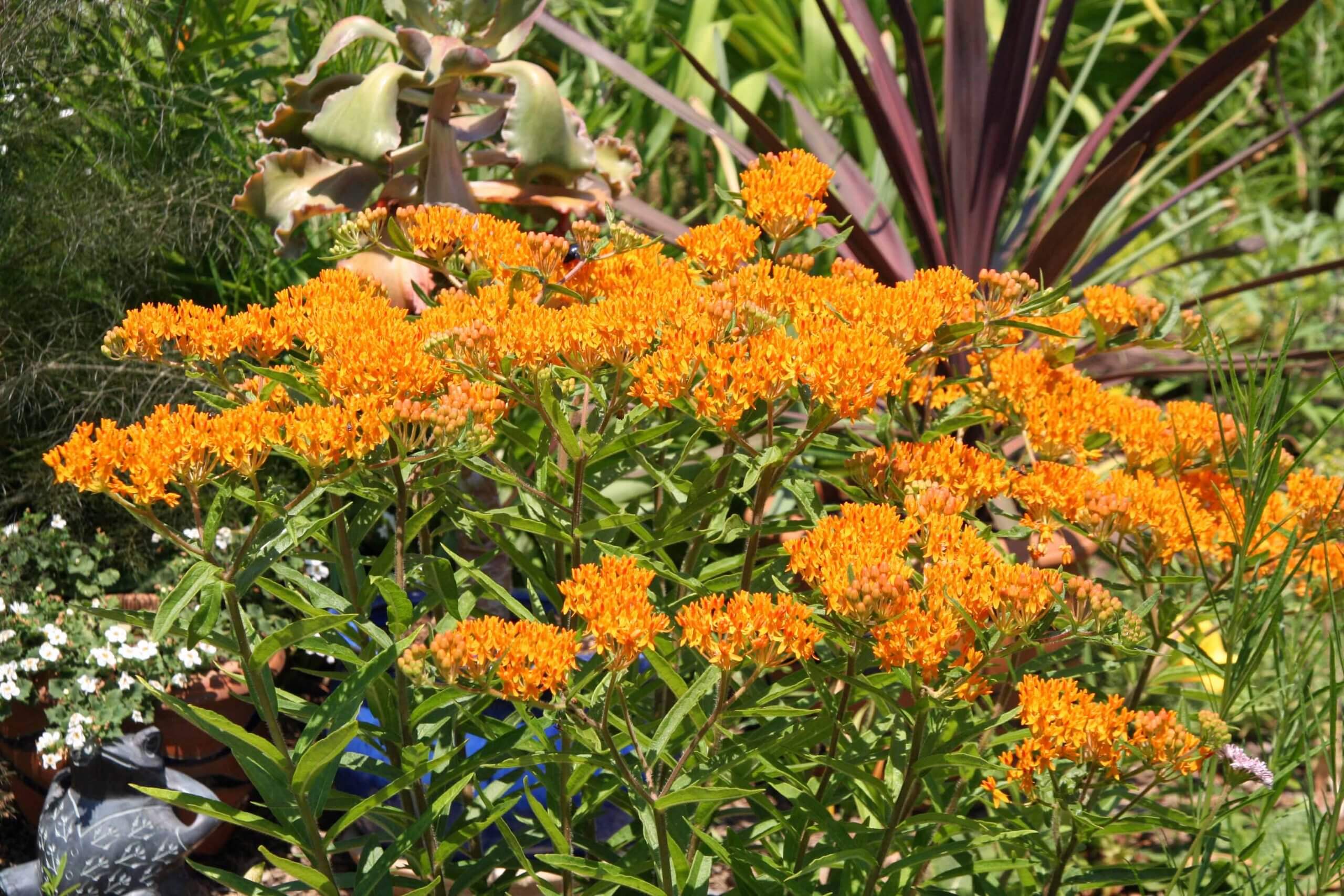 A monarch favorite, orange butterflyweed can continue blooming into fall and also bears beautiful seedpods.