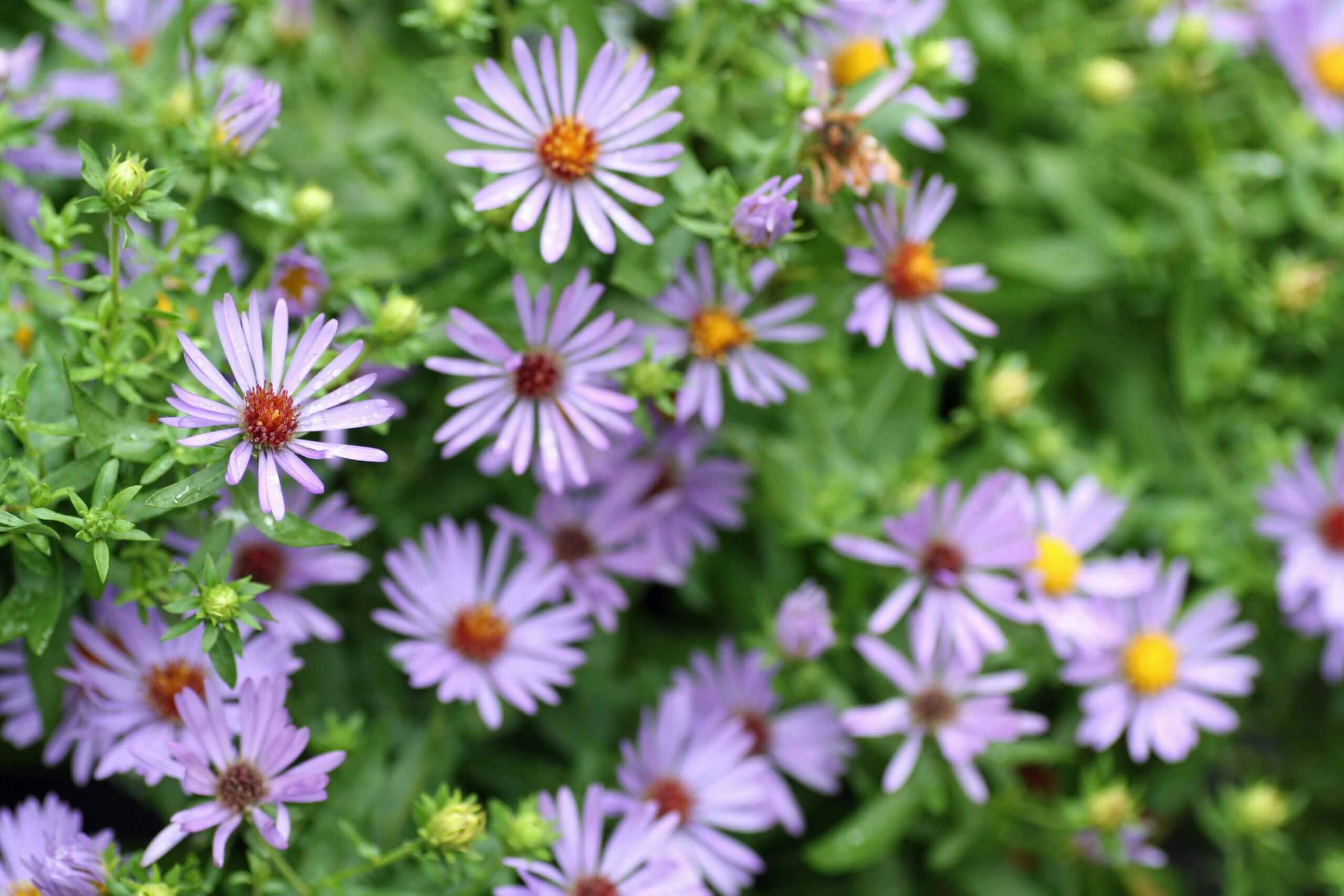 The pale violet blue flowers of Aster oblongifolius 'October Skies' are loved by bees and butterflies.