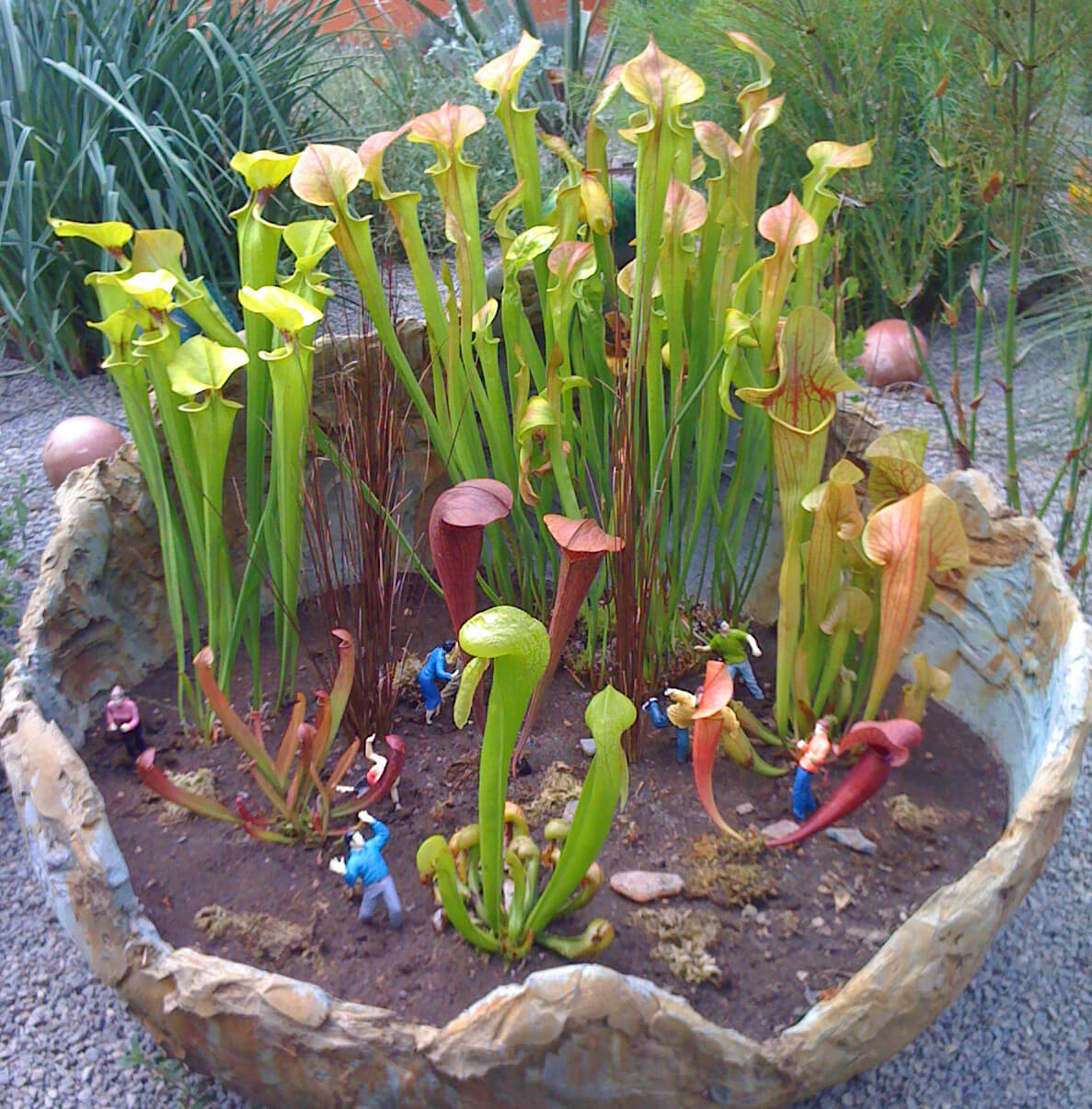 A pitcher plant bog container complete with crazy characters.