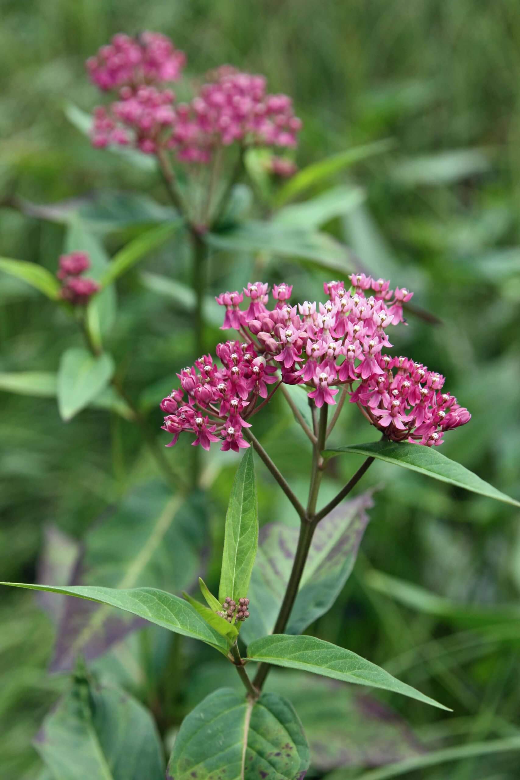 Swamp milkweed is a colorful long-bloomer that grows well in moist garden soils.