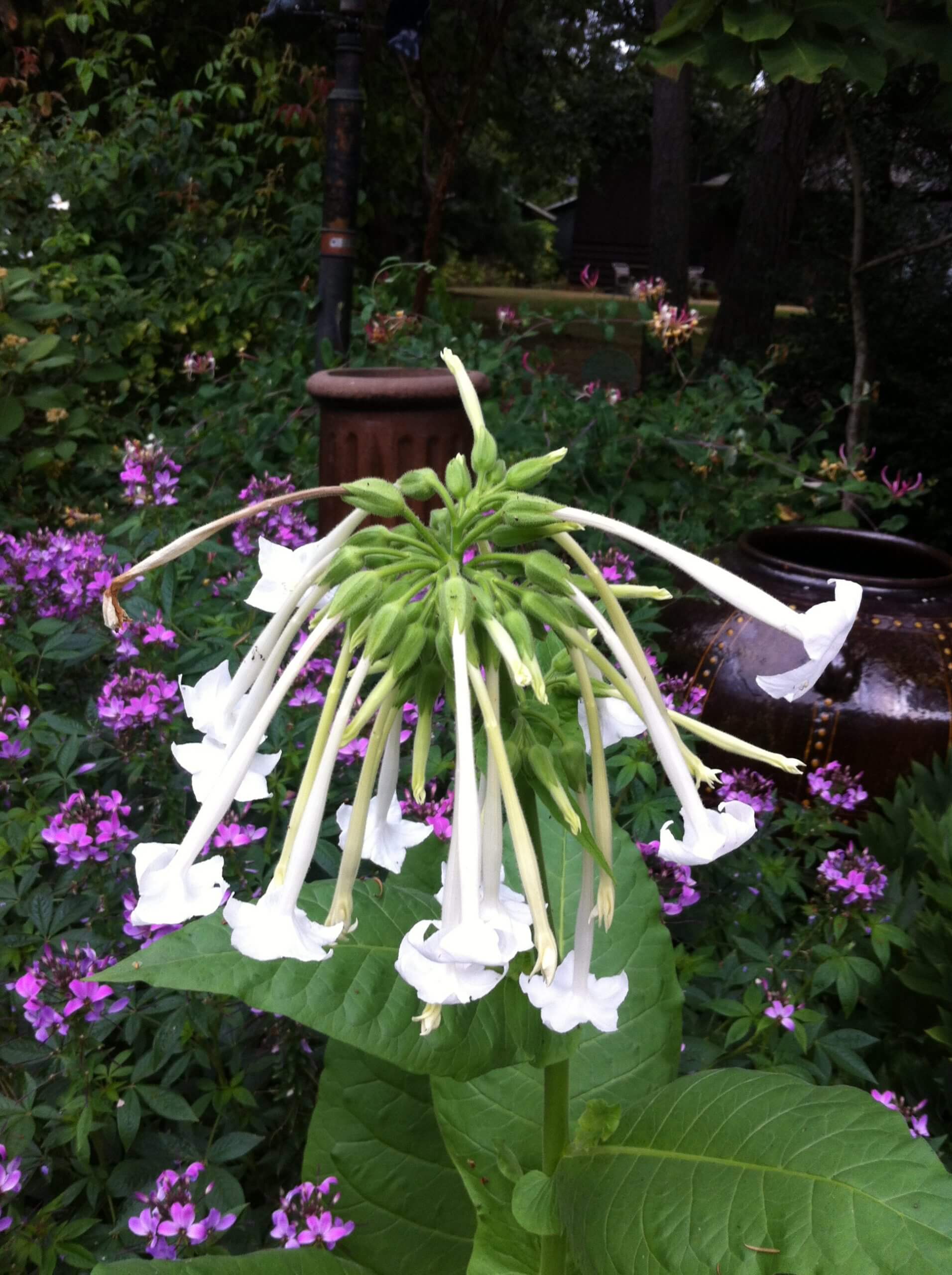 Nicotiana