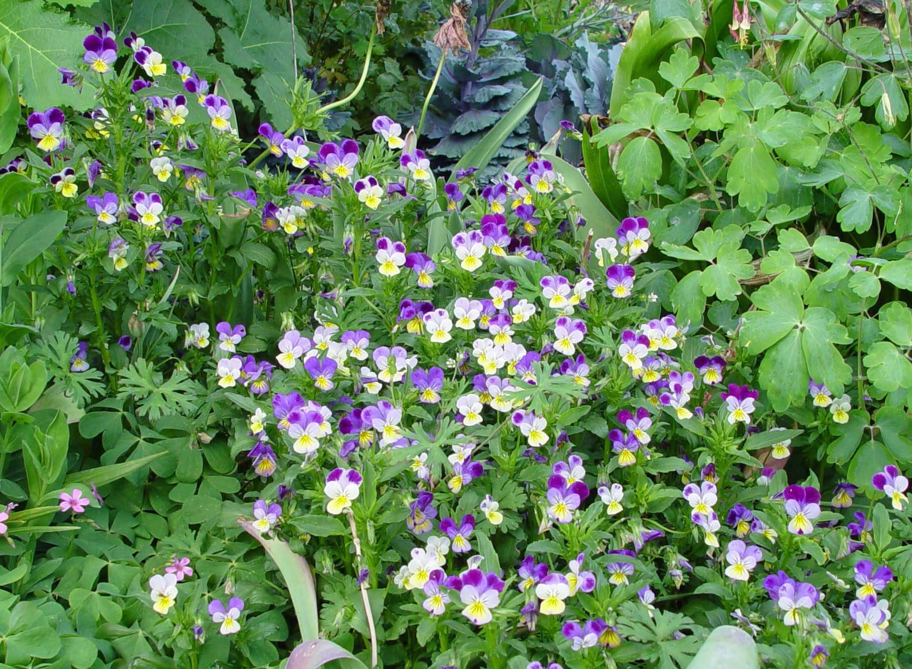 In the garden, these old fashioned violas spread, mound and cascade through the cooler seasons.