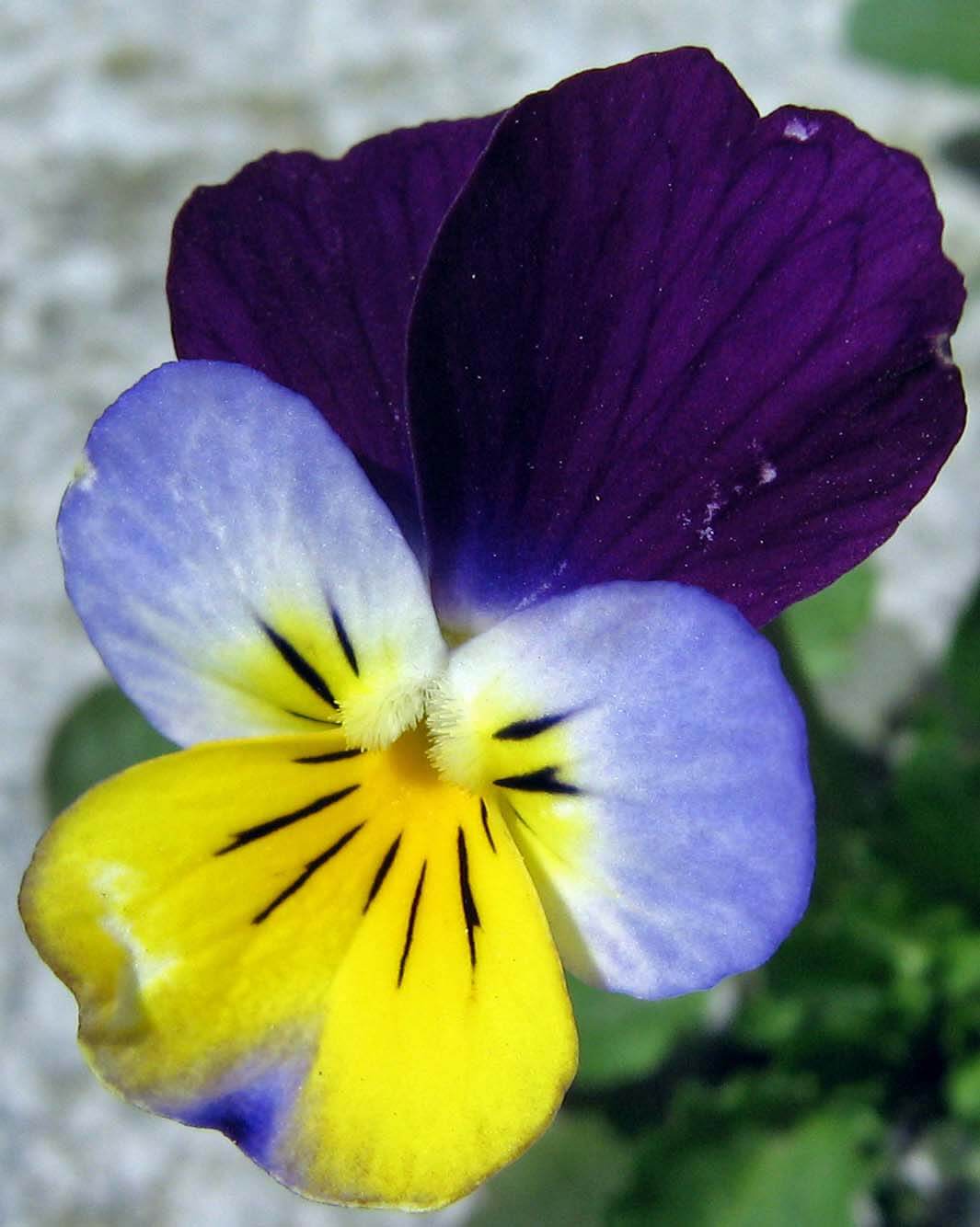 The bright and colorful faces of these nearly wild violas make charming edible flowers for any fresh meal.