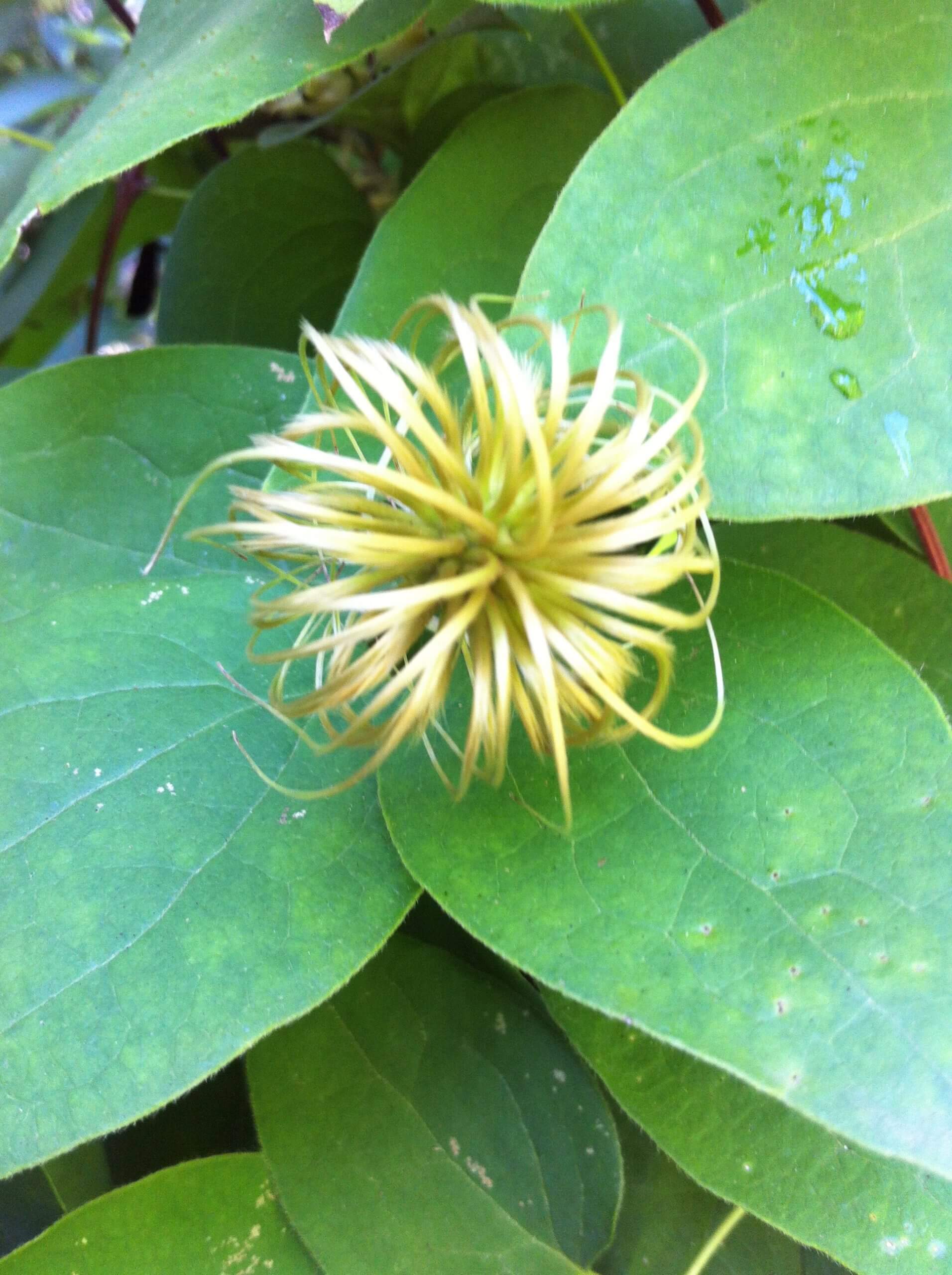 Clematis seedheads eventually become fluffy and dry in late fall.