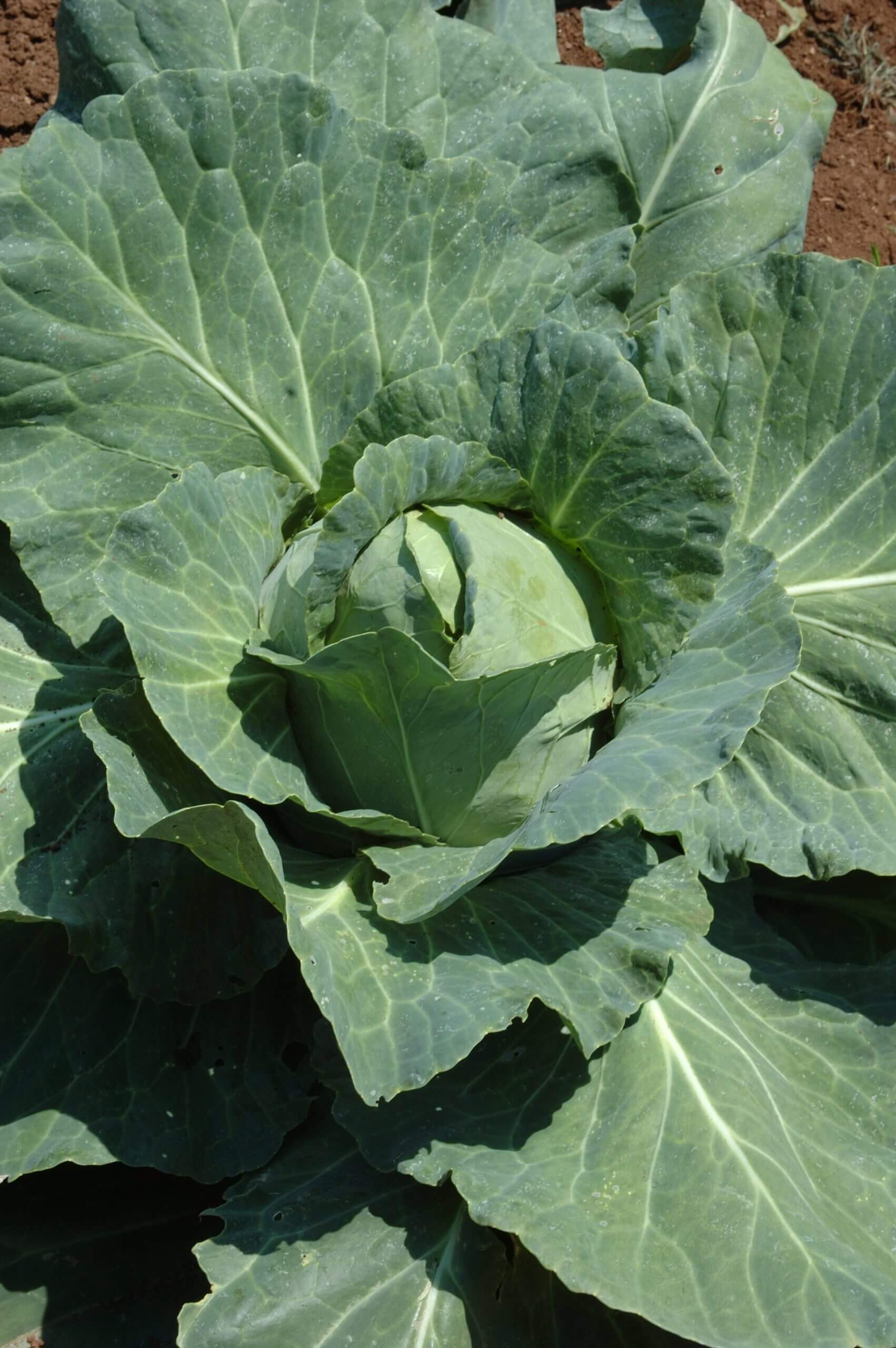 Cabbages, and other cole crops, get sweeter after the first frost.