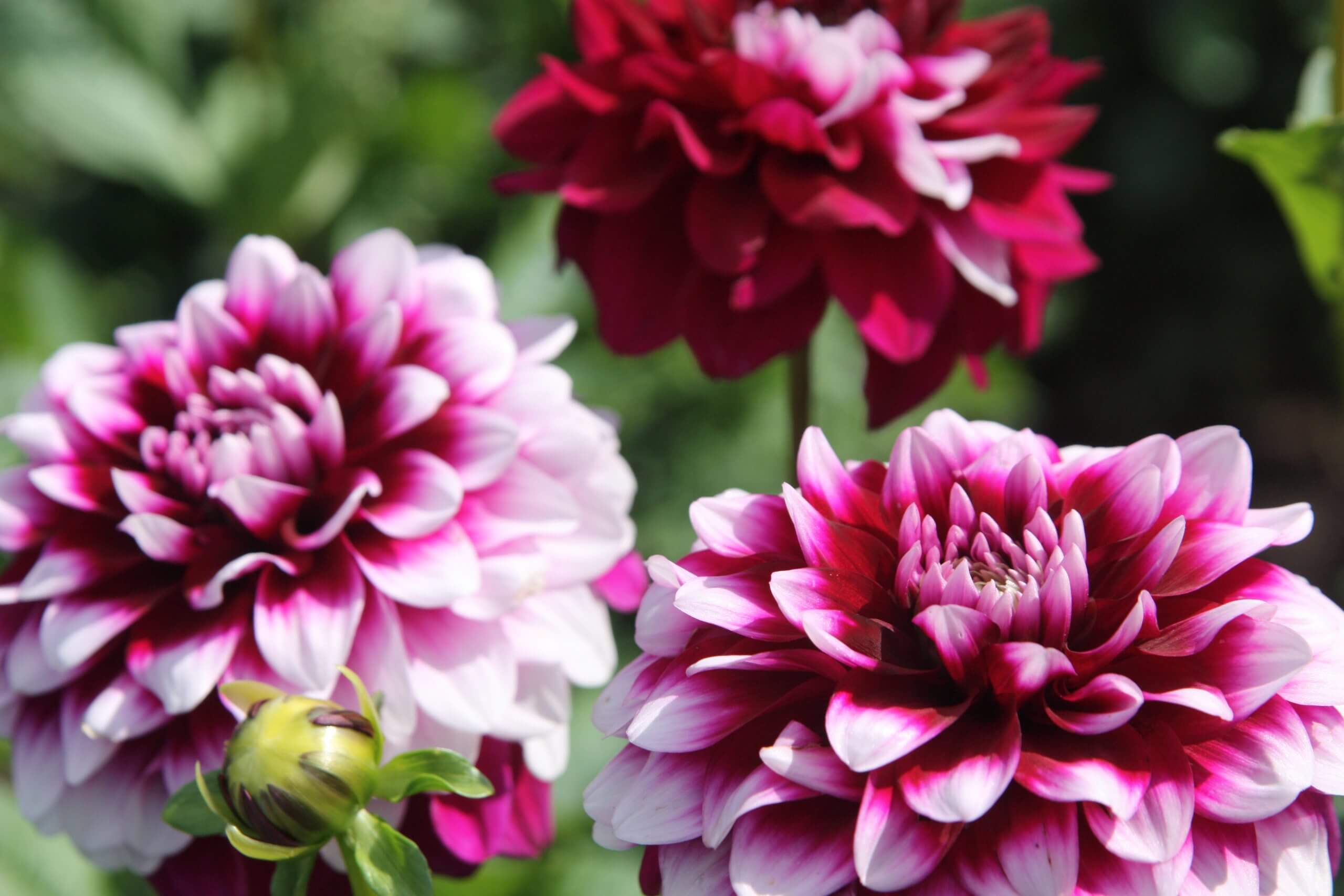 Bountiful fall dahlias shine in the cool weather.