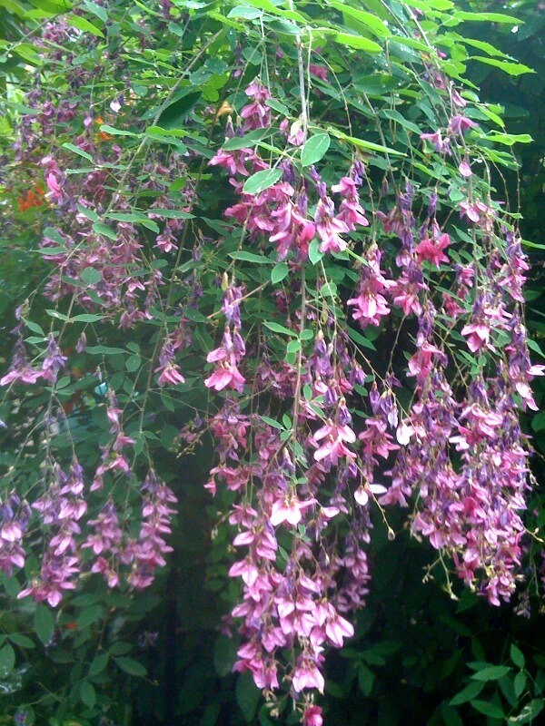 The flower clusters of Thunberg's Bush Clover almost weep in a shower of pink.