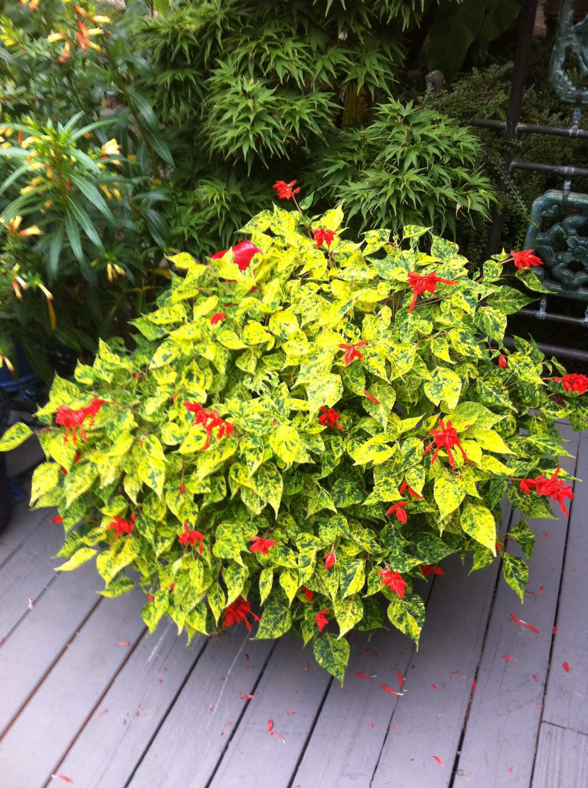 Salvia‘Dancing Flame’ is a bright, beautiful annual beloved by hummingbirds.