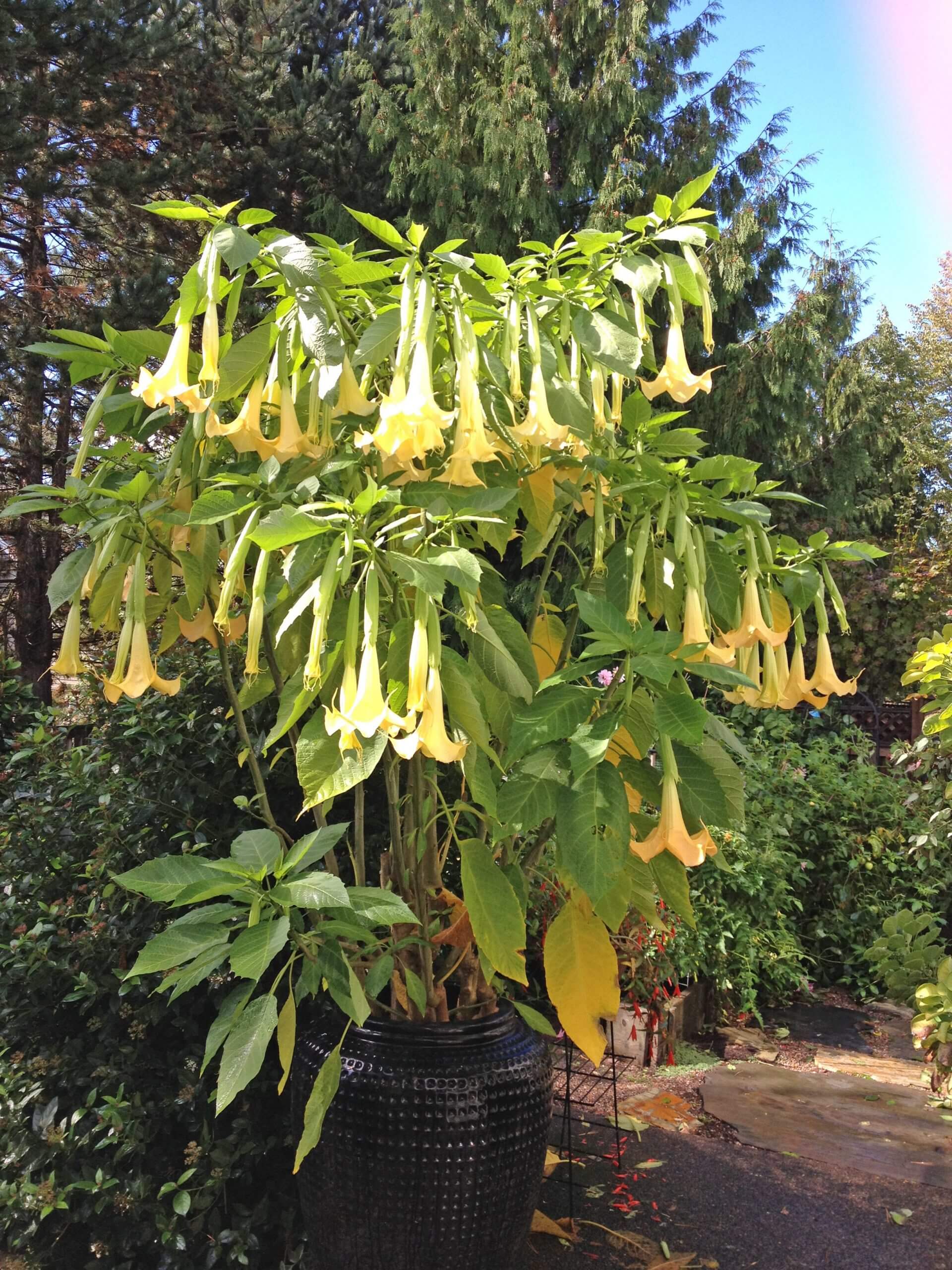 In fall, Brugmansia tends to explode into bloom before being brought indoors for winter.