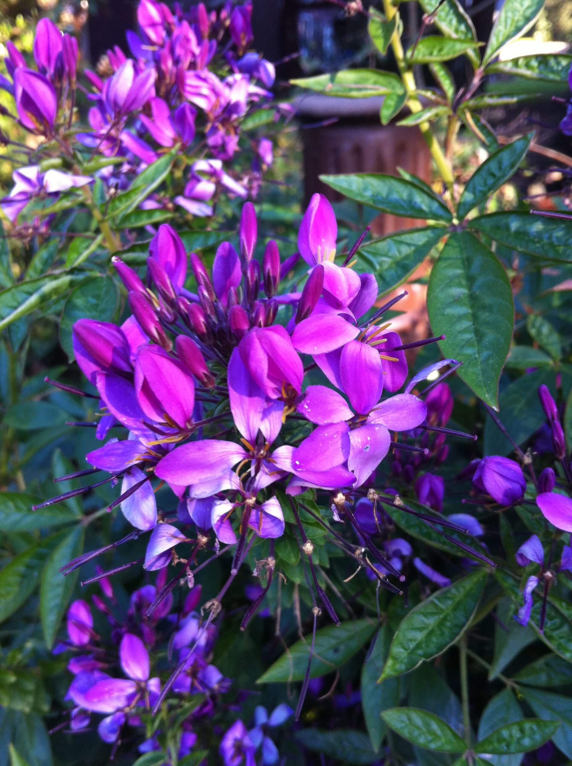 Purple cleome offers bright color all season long, from spring to fall!