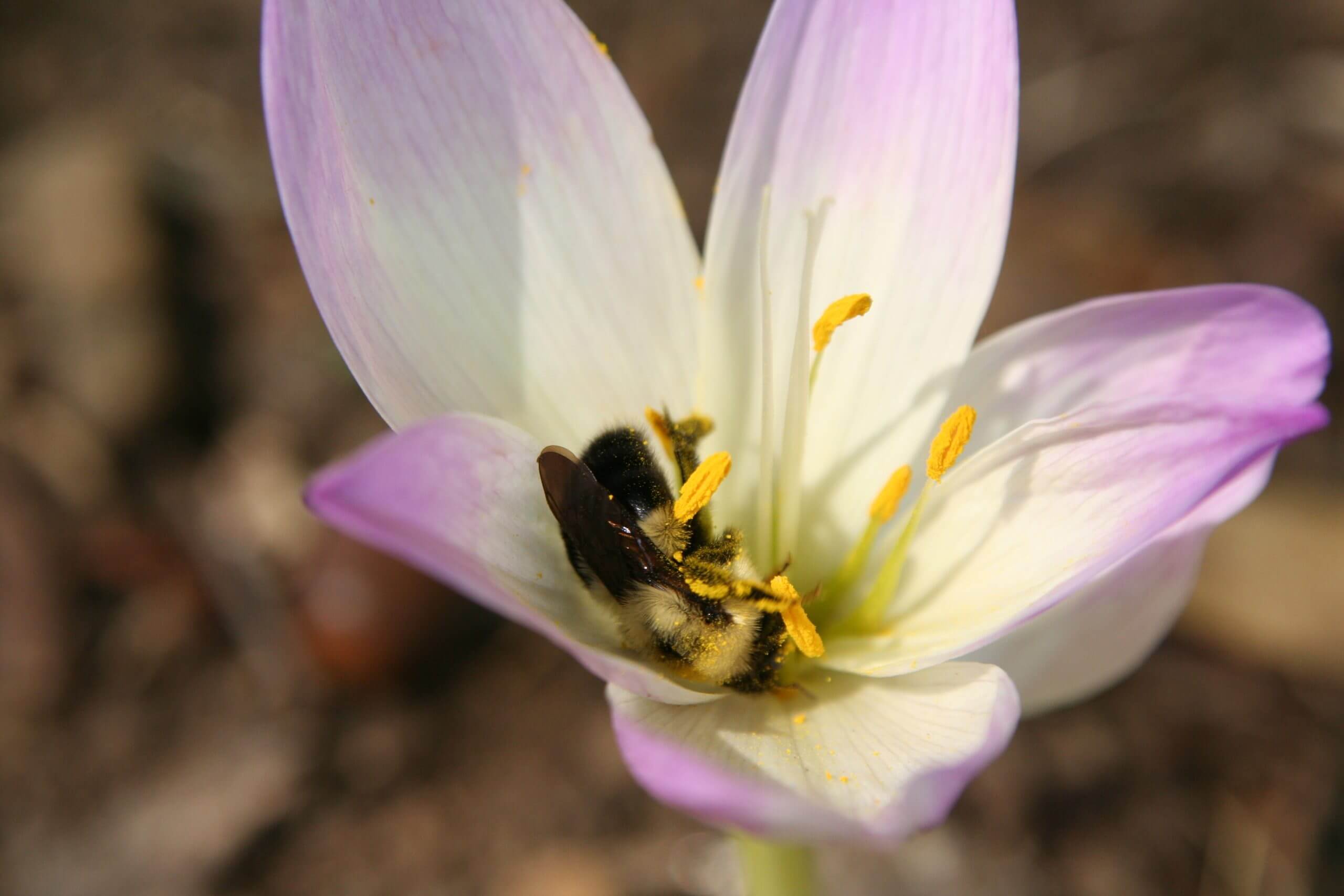 Colchicum autumnale is a welcome fall treat. (Photo by Jessie Keith)