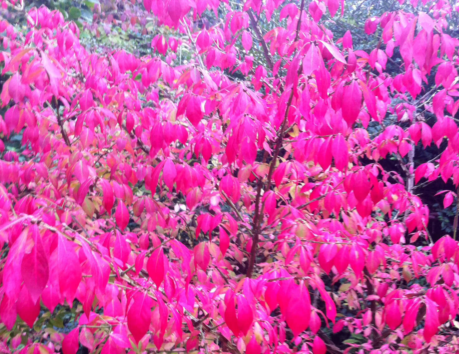 Burning bush is truly fiery in fall, but be sure it is not an ecological menace in your area.