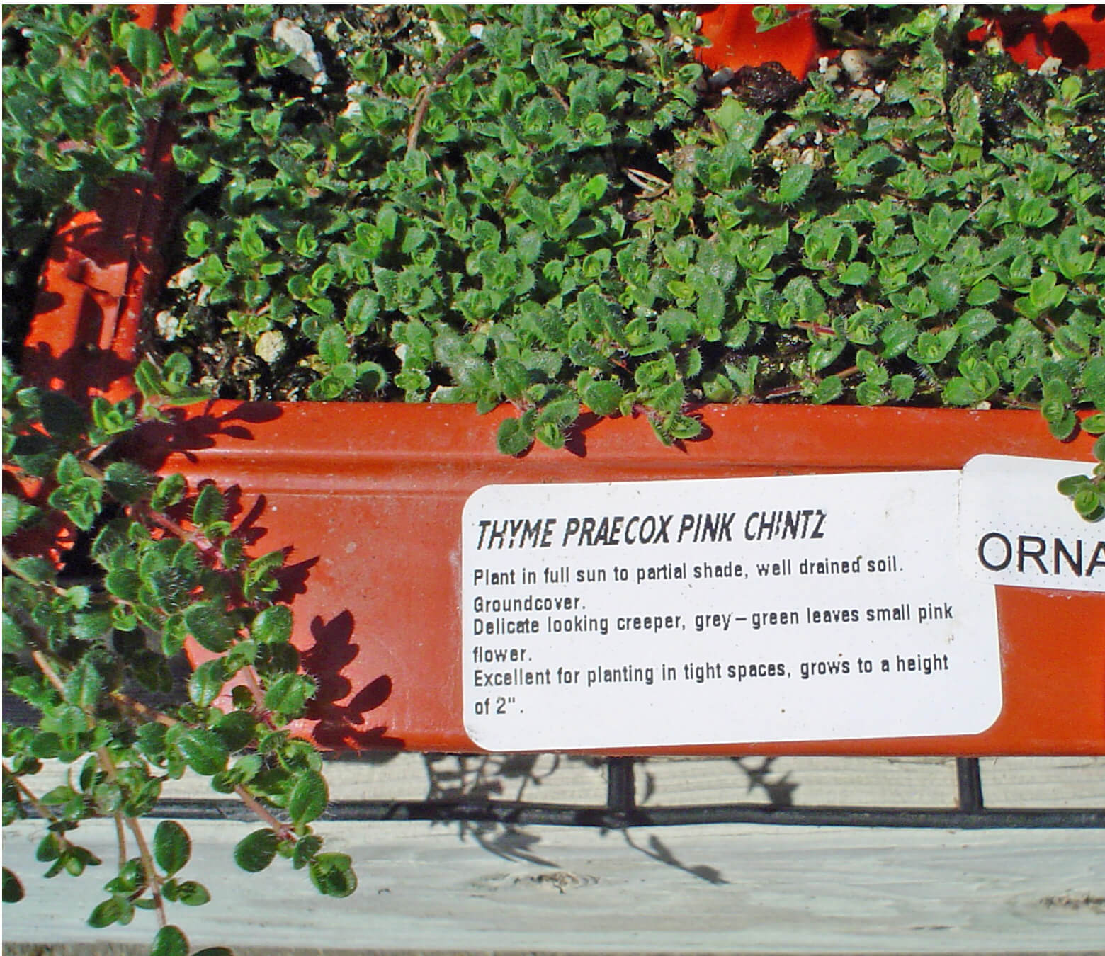 This well-labeled flat shows the thyme variety 'Pink Chintz' named for its pretty pink spring flowers. 