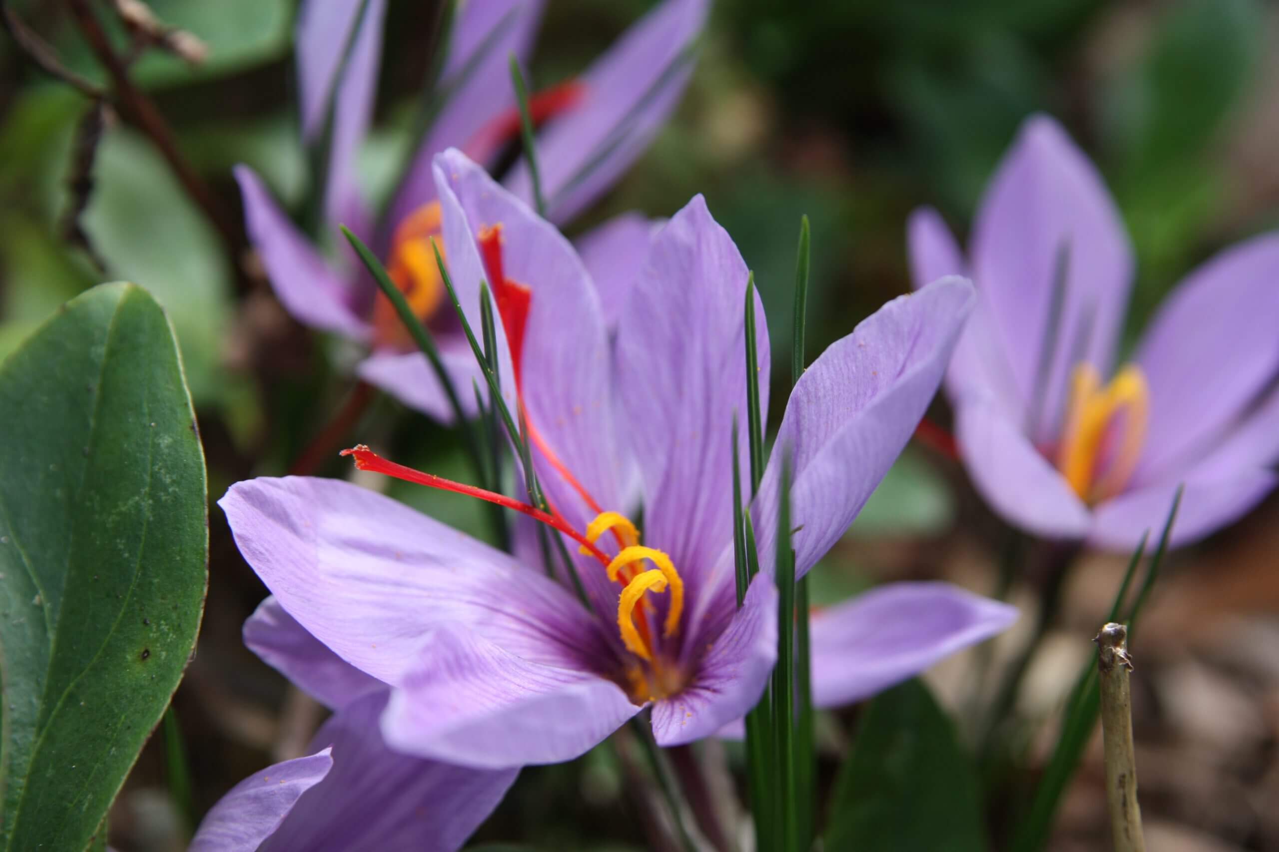 The saffron crocus is a fall bloomer that yields one of the most expensive spices on Earth.