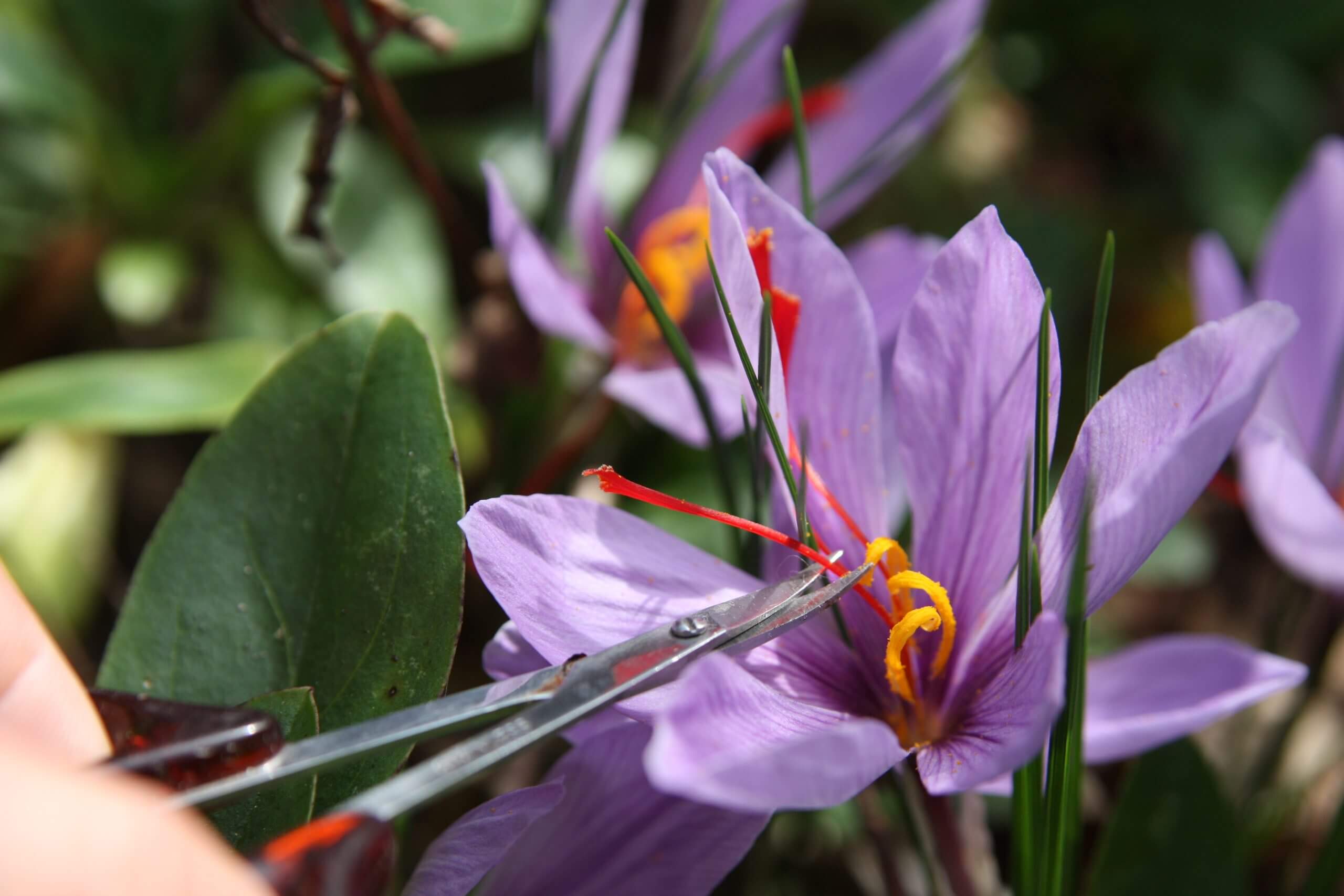 Saffron harvest is painstaking, but given this spice is worth $1,500.00 a pound, it is worth it!