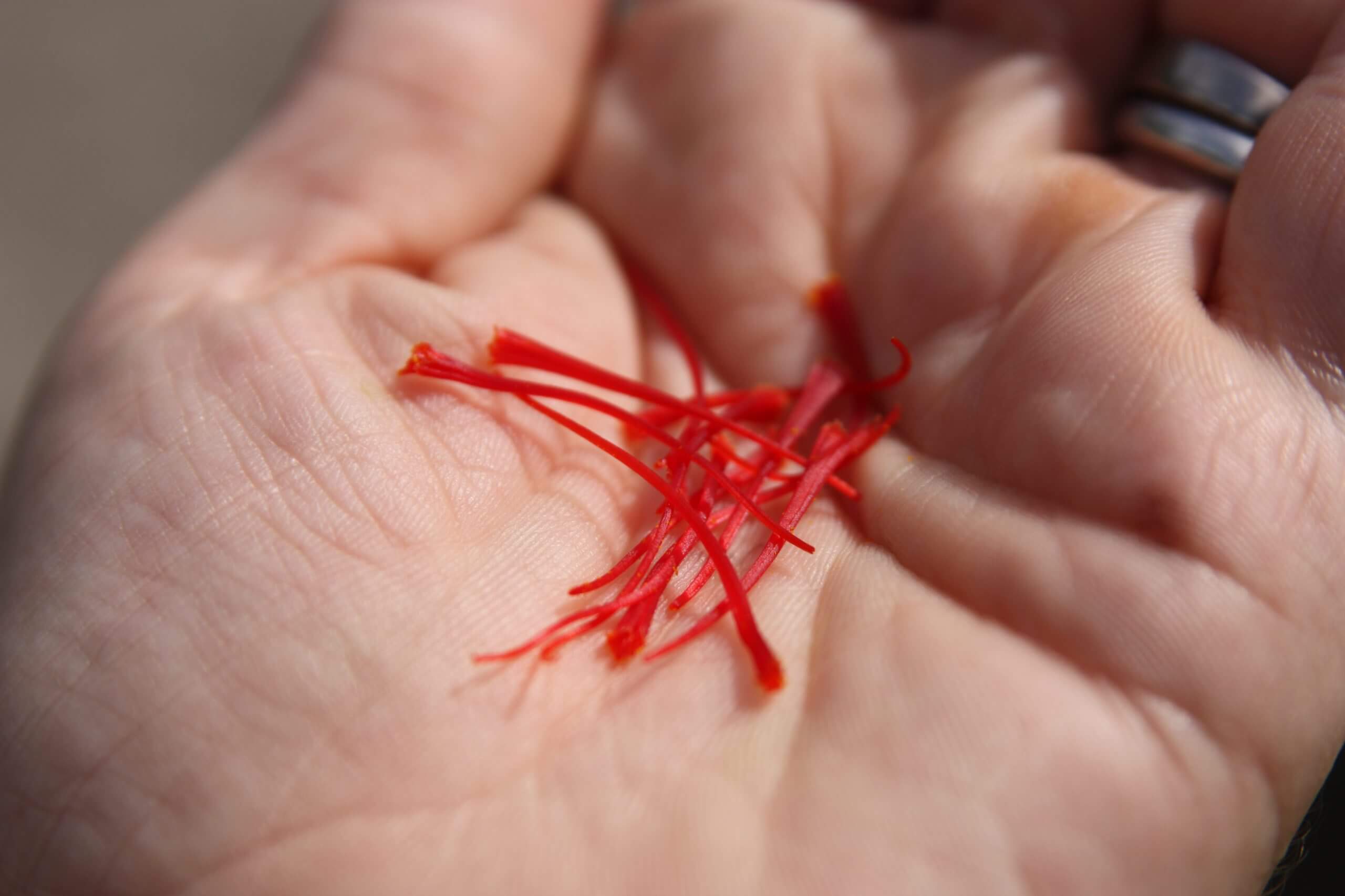 A pinch of saffron ready to air-dried before being bottled for future use.