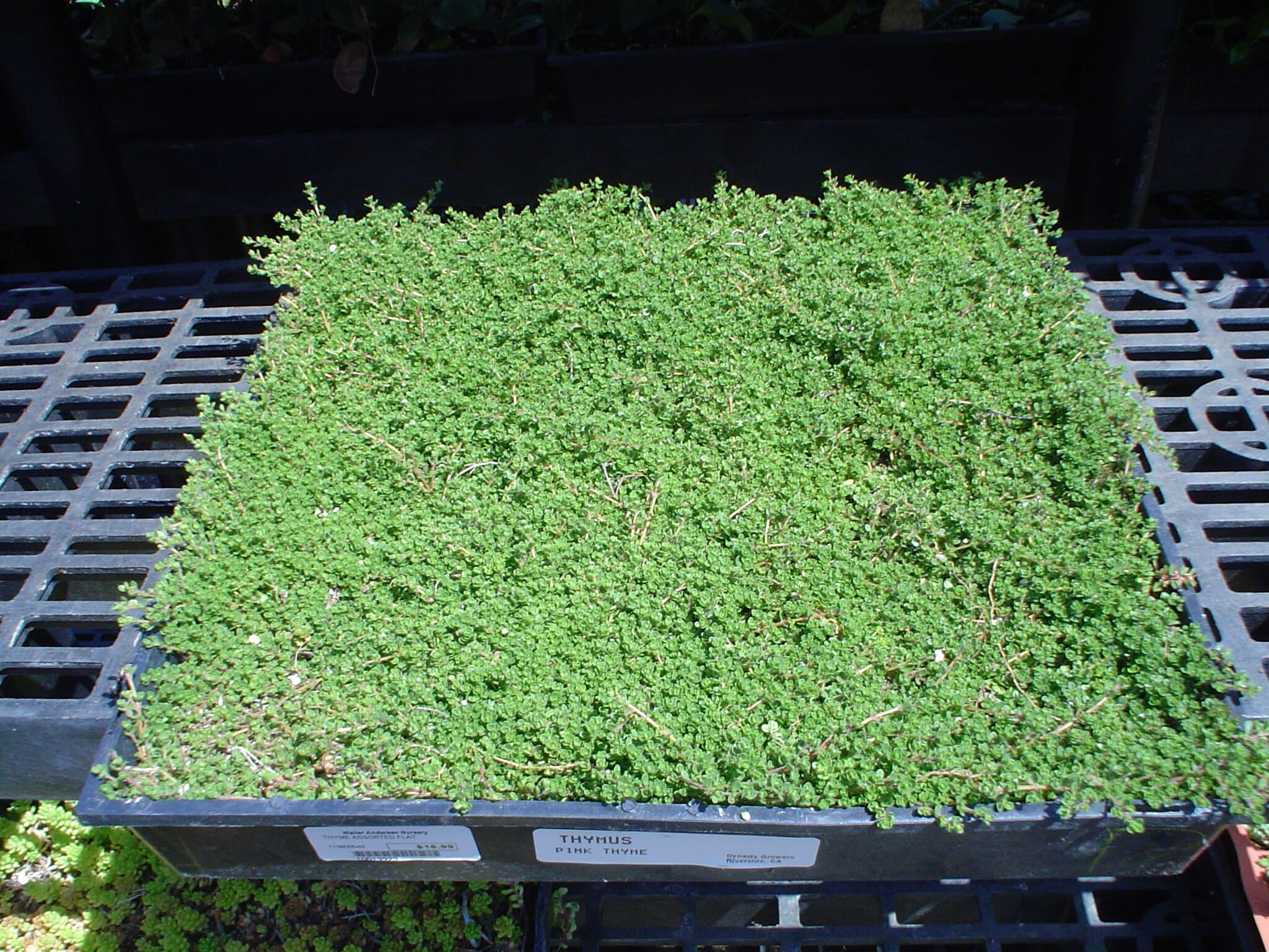Flats of fragrant creeping thyme are perfect for greening up gaps in flagstone and other pavers.