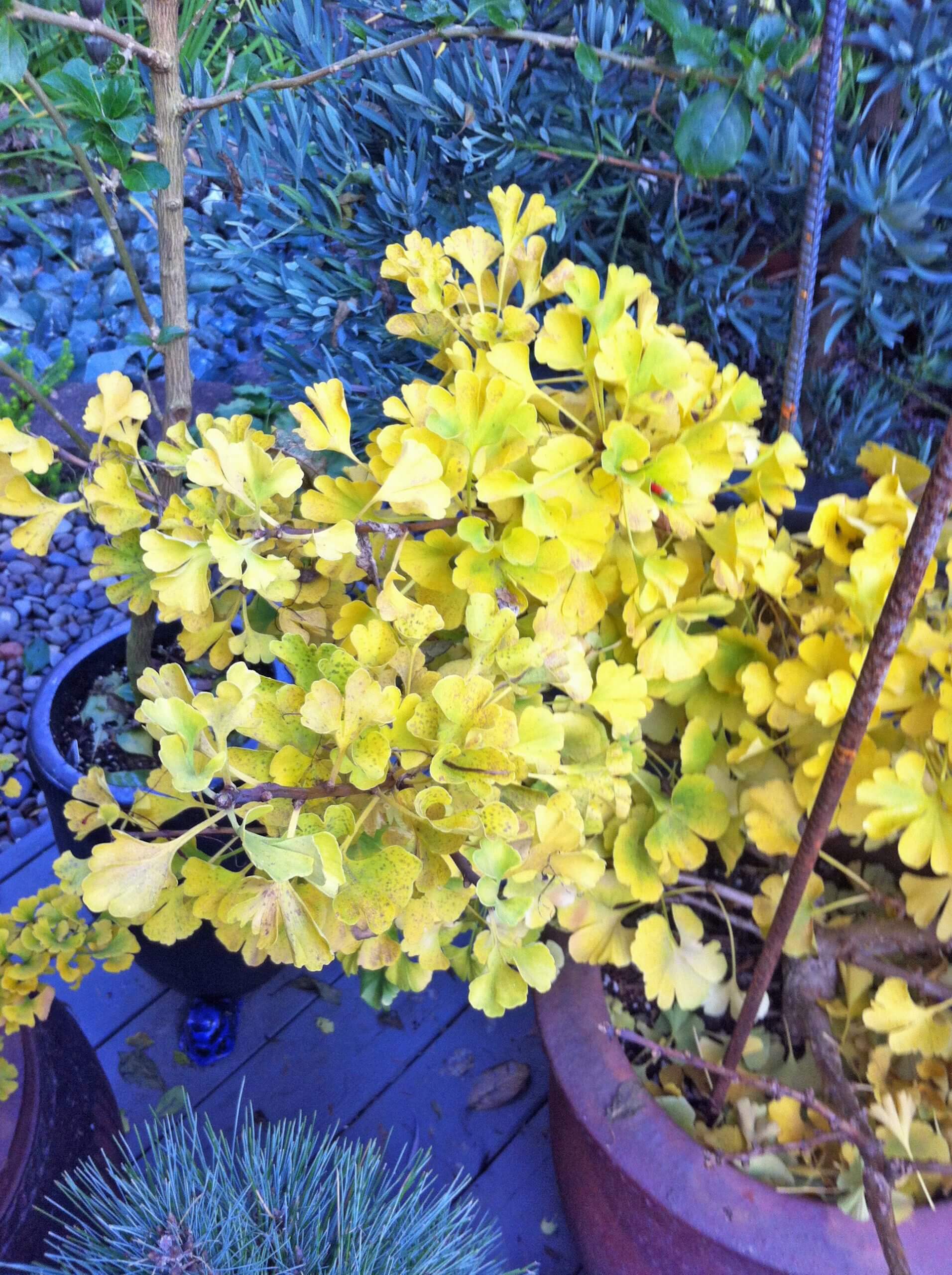 The dwarf Ginkgo biloba ‘Mariken’ turns a lovely golden color in fall. (Note the blue-gray Podocarpus in the background.)