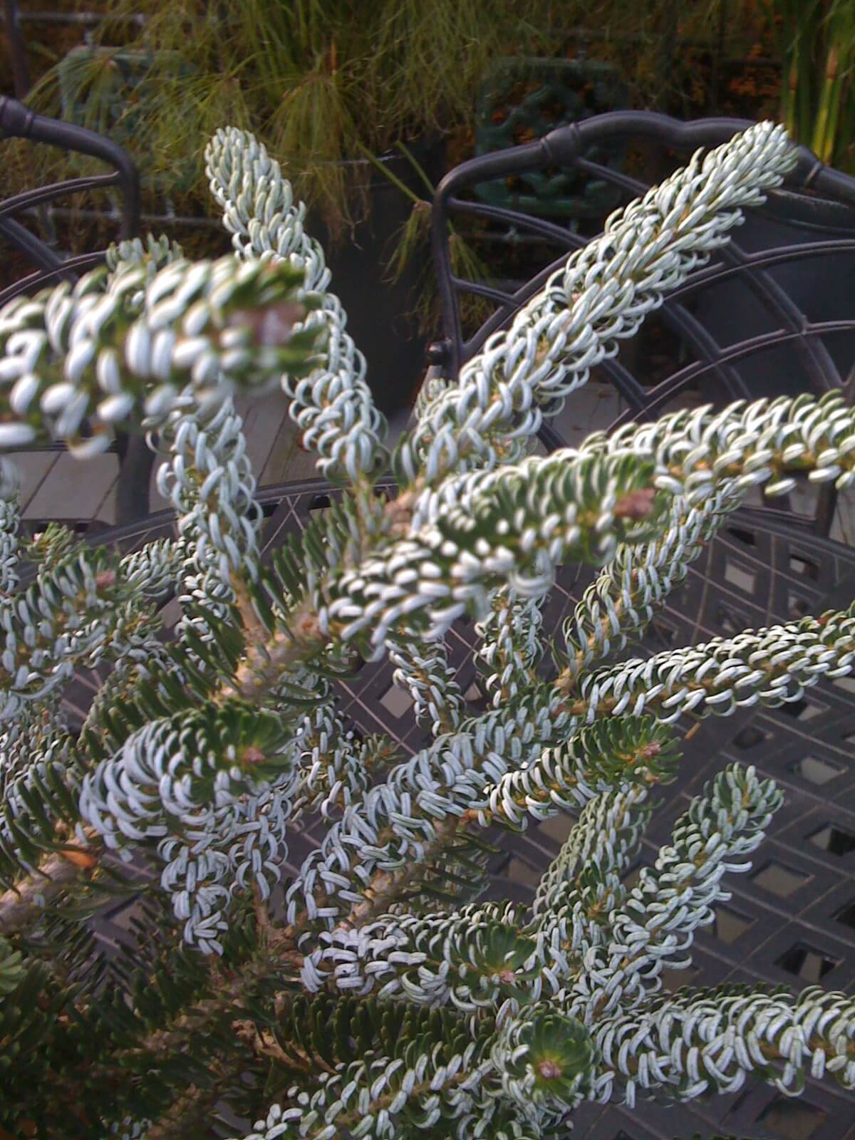The slow growing, silvery ‘Horstmann’s Silberlocke’ fir looks perfect in winter patio containers.