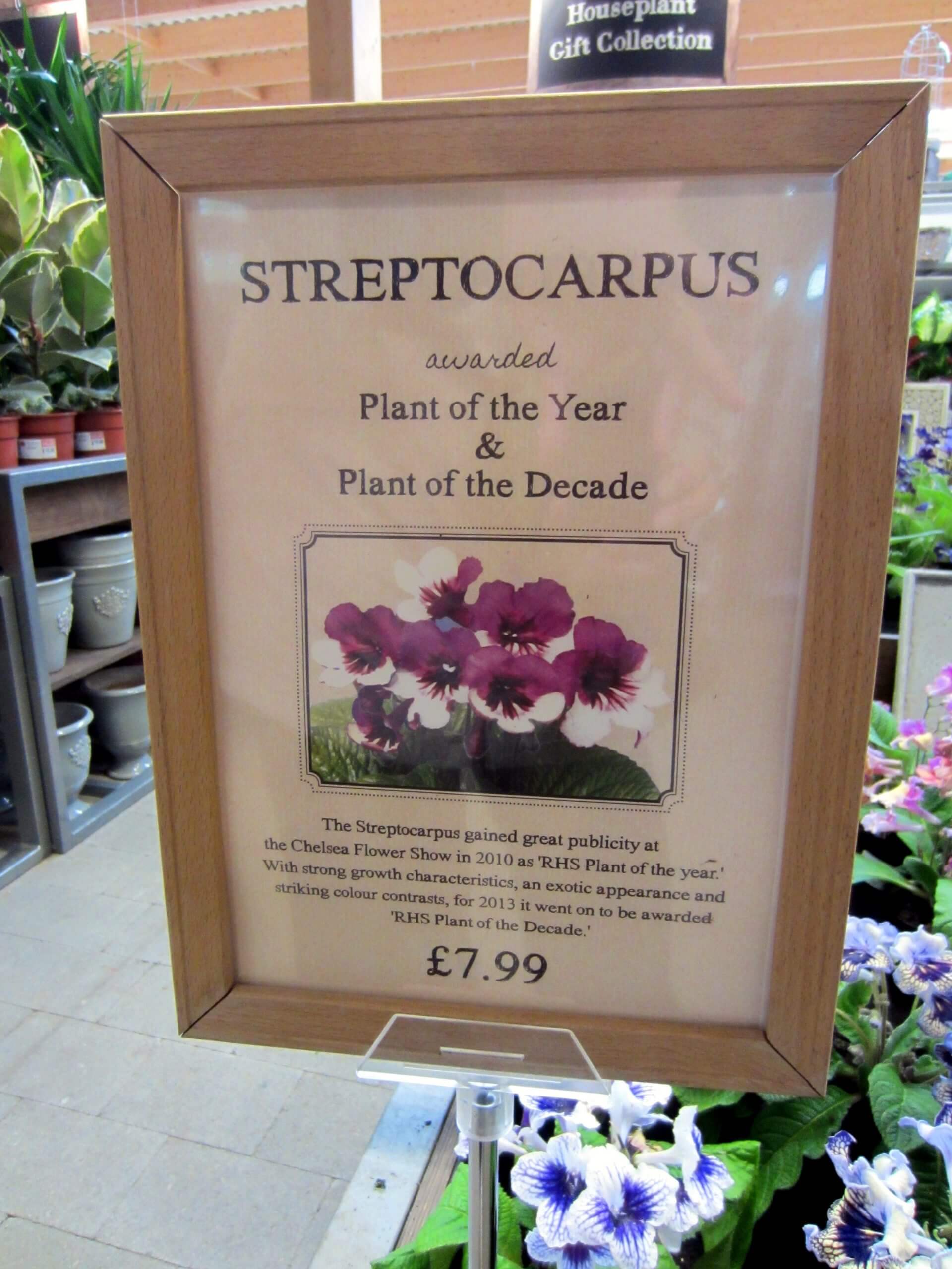 African violet relative, Streptocarpus, was named "Plant of the Decade" by the Royal Horticultural Society in the UK.