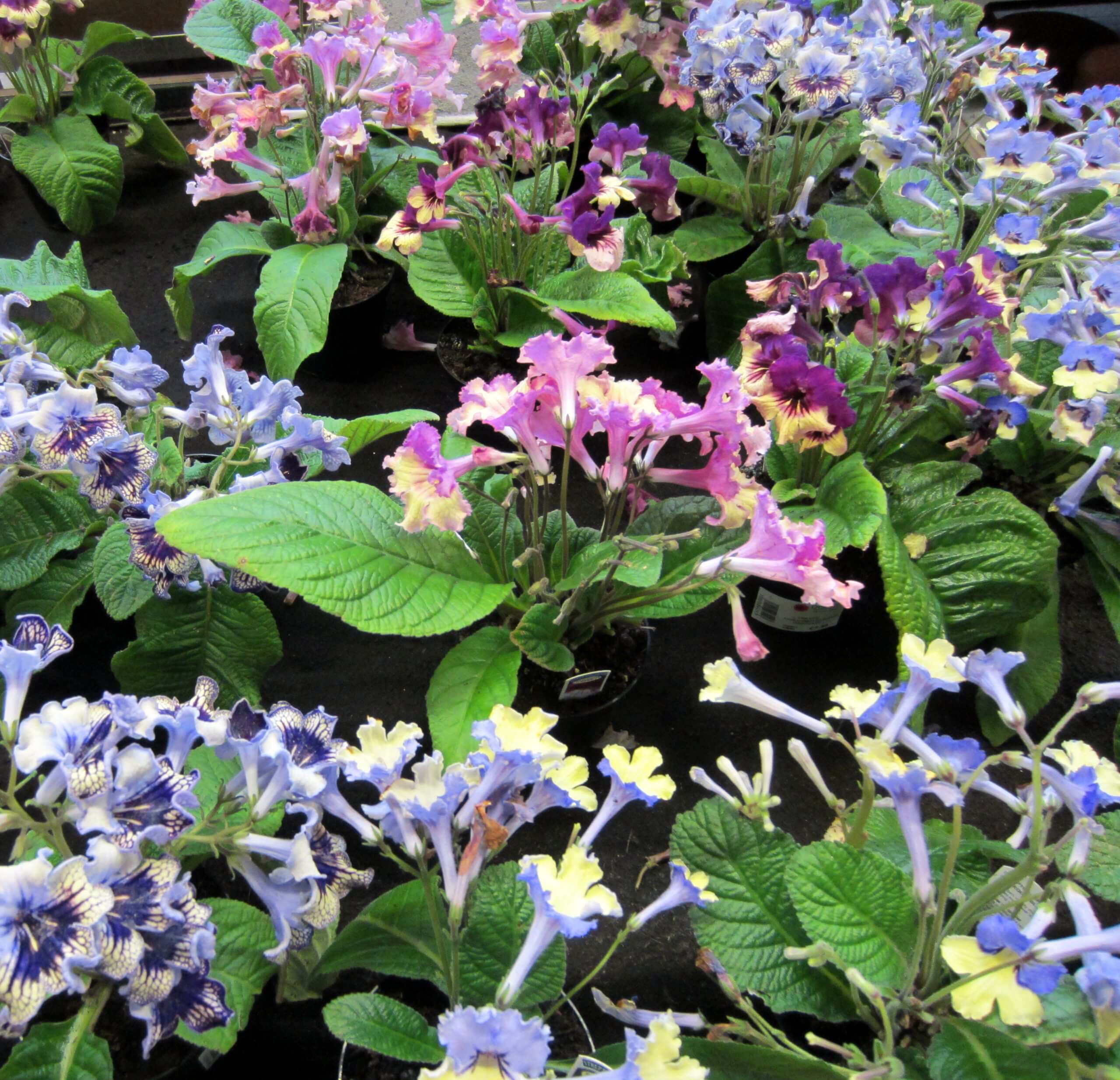 Colorful Streptocarpus grow well under the same conditions as African violets.