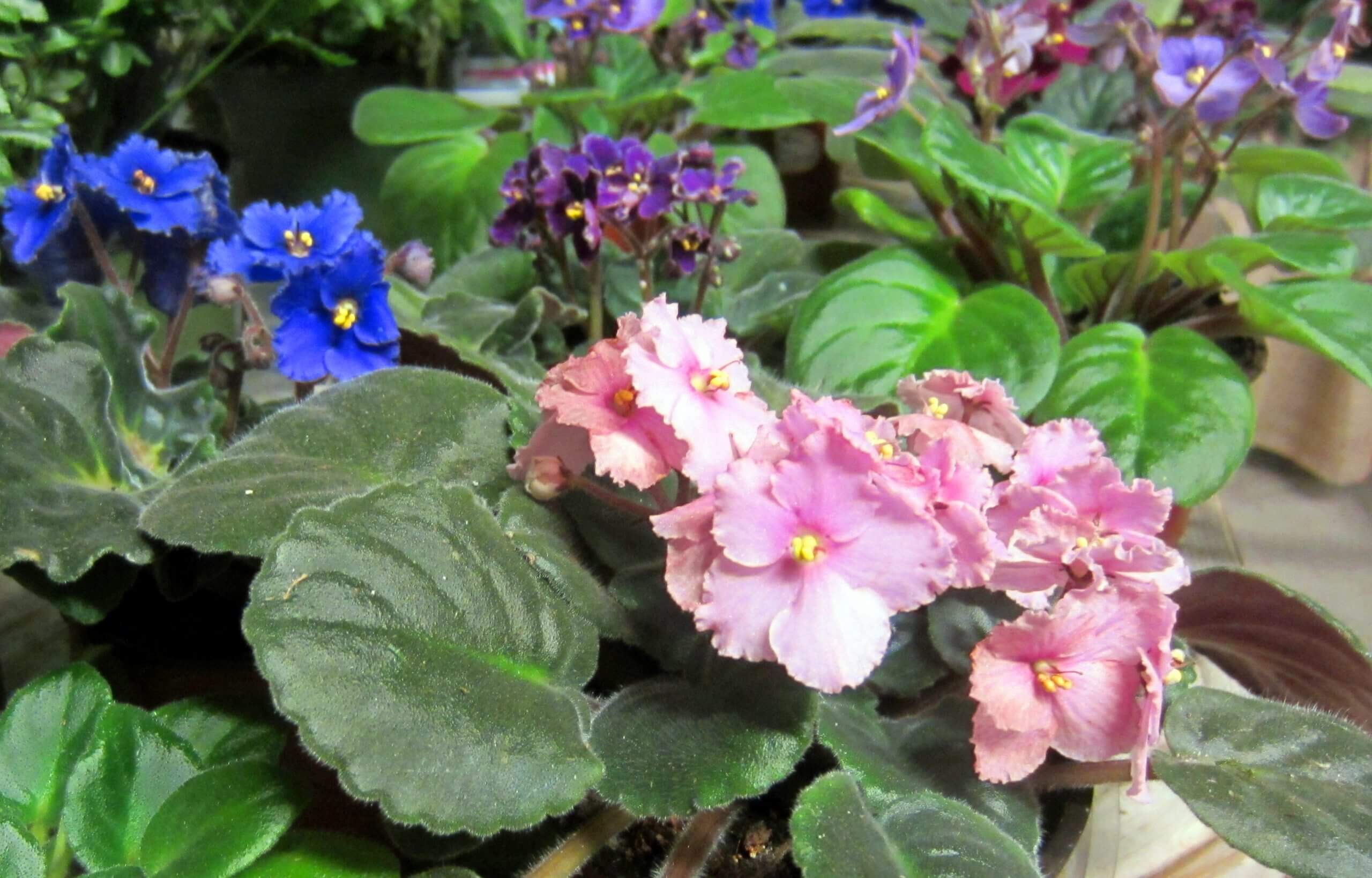 A myriad of colorful African violets await adoption at your local garden center.