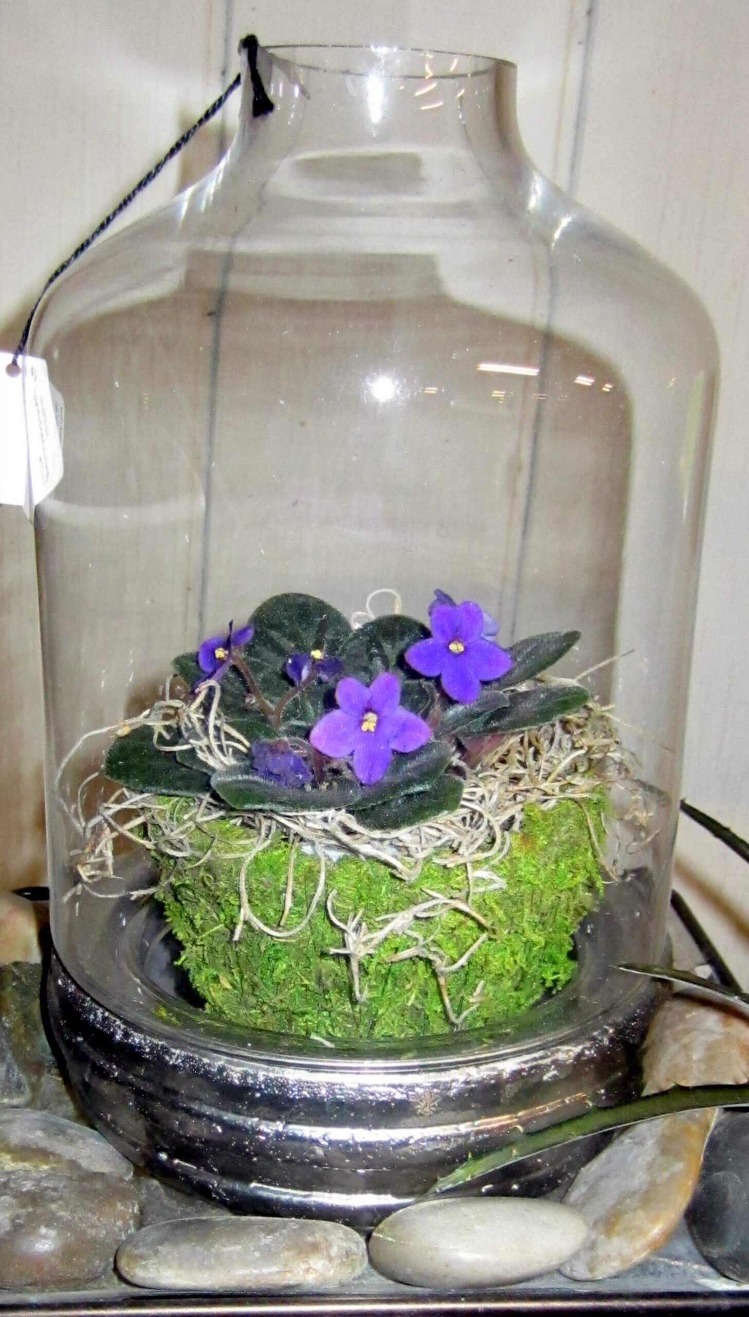 Miniature African violets are perfect additions to open, raised terrariums. 