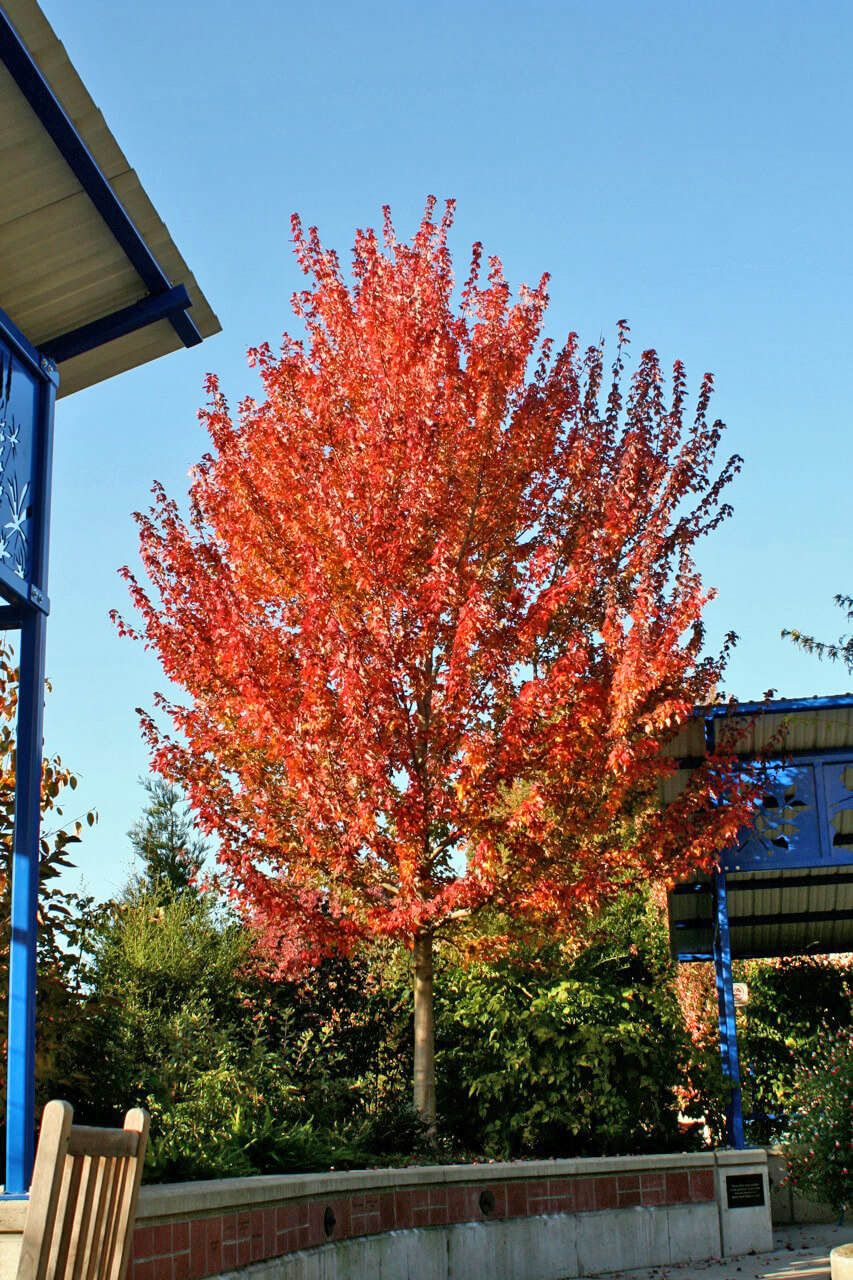 The Redpointe maple has exceptional color and form.