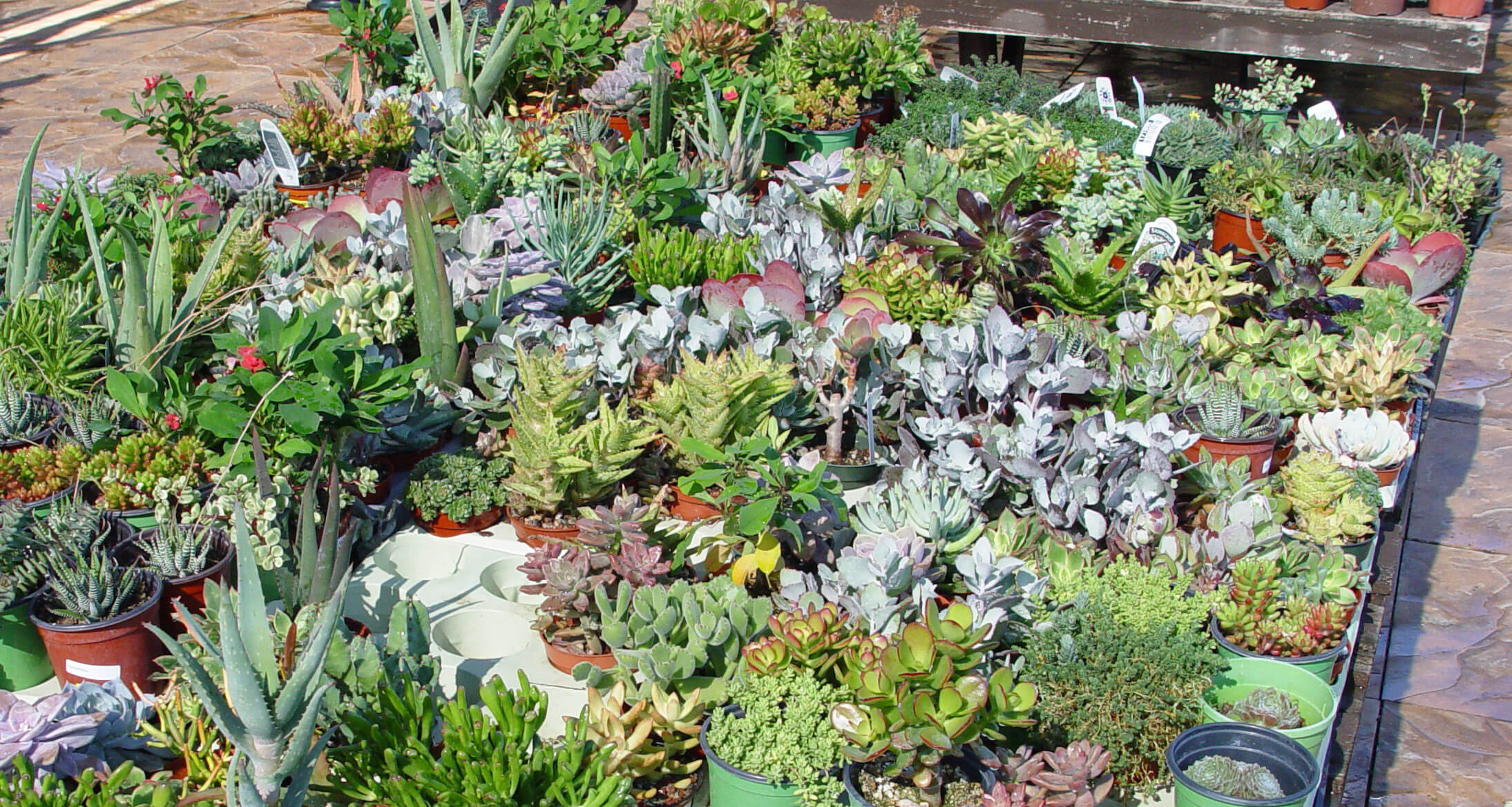 Succulent wreaths deconstruct into a broad collection of these smaller succulent forms and hues.