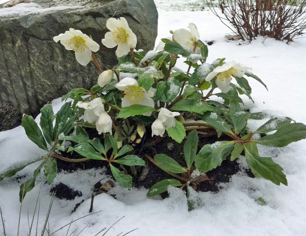 Hellebore 'Jacob'