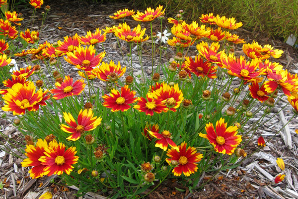 The hot new tickseed, 'Li'l Bang Daybreak' is a small plant that offers big color.