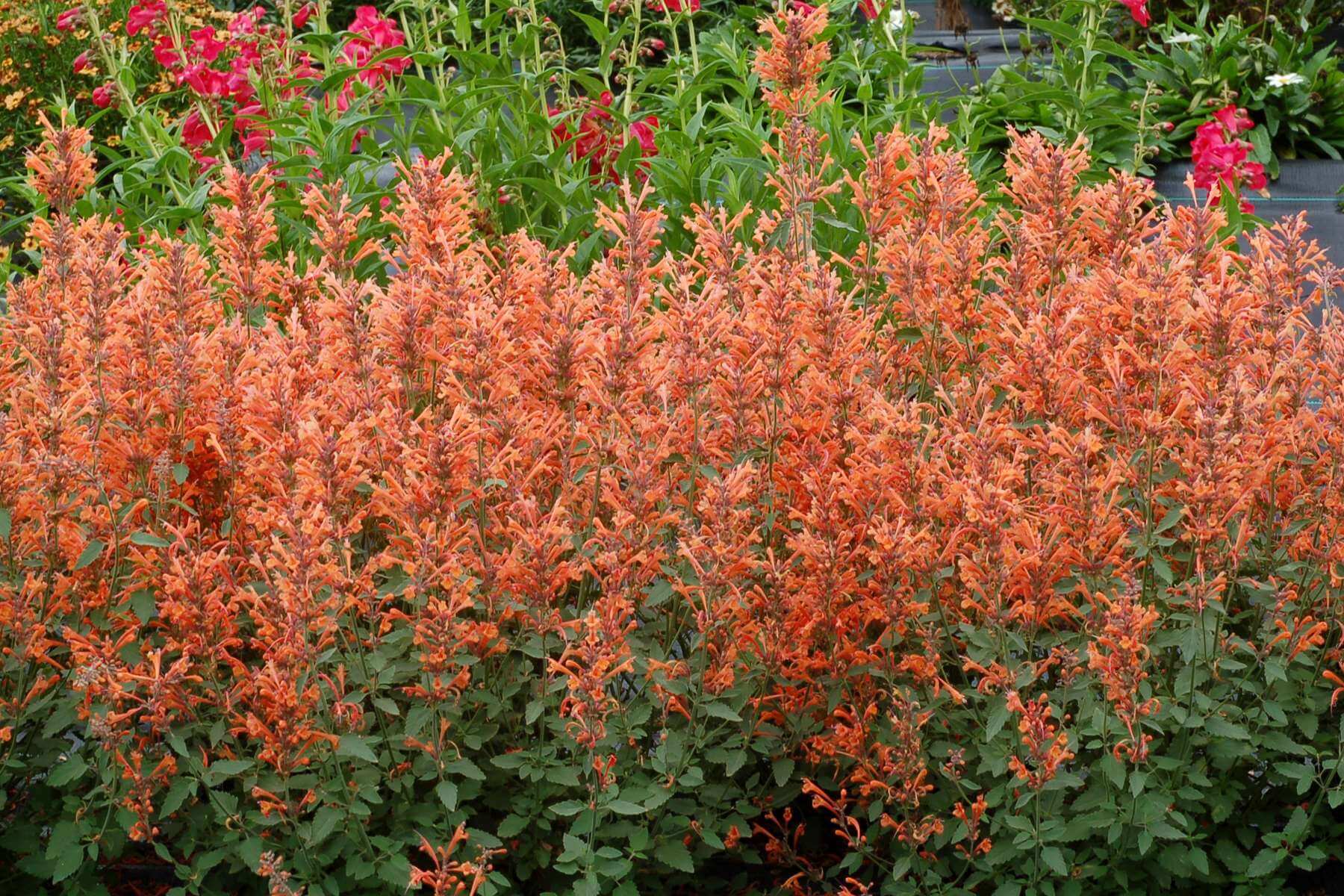 Tangerine orange flowers grace Agastache 'Kudos Mandarin' through the hottest summer months.