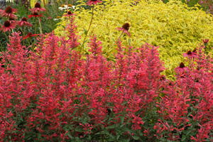 The vibrant coral-pink blooms of Agastache 'Kudos Coral' are a knockout!