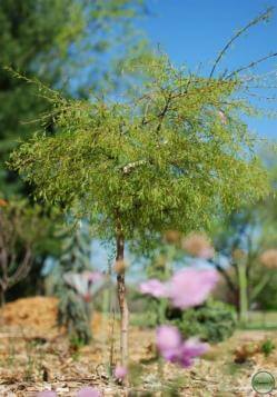 The lacy leaves of 'Trost's Dwarf' birch look more like those of a laceleaf Japanese maple.