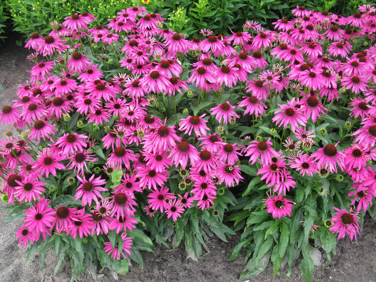 Loads of magenta-purple coneflowers on 16" plants grace 'Purple Emperor' in summer.