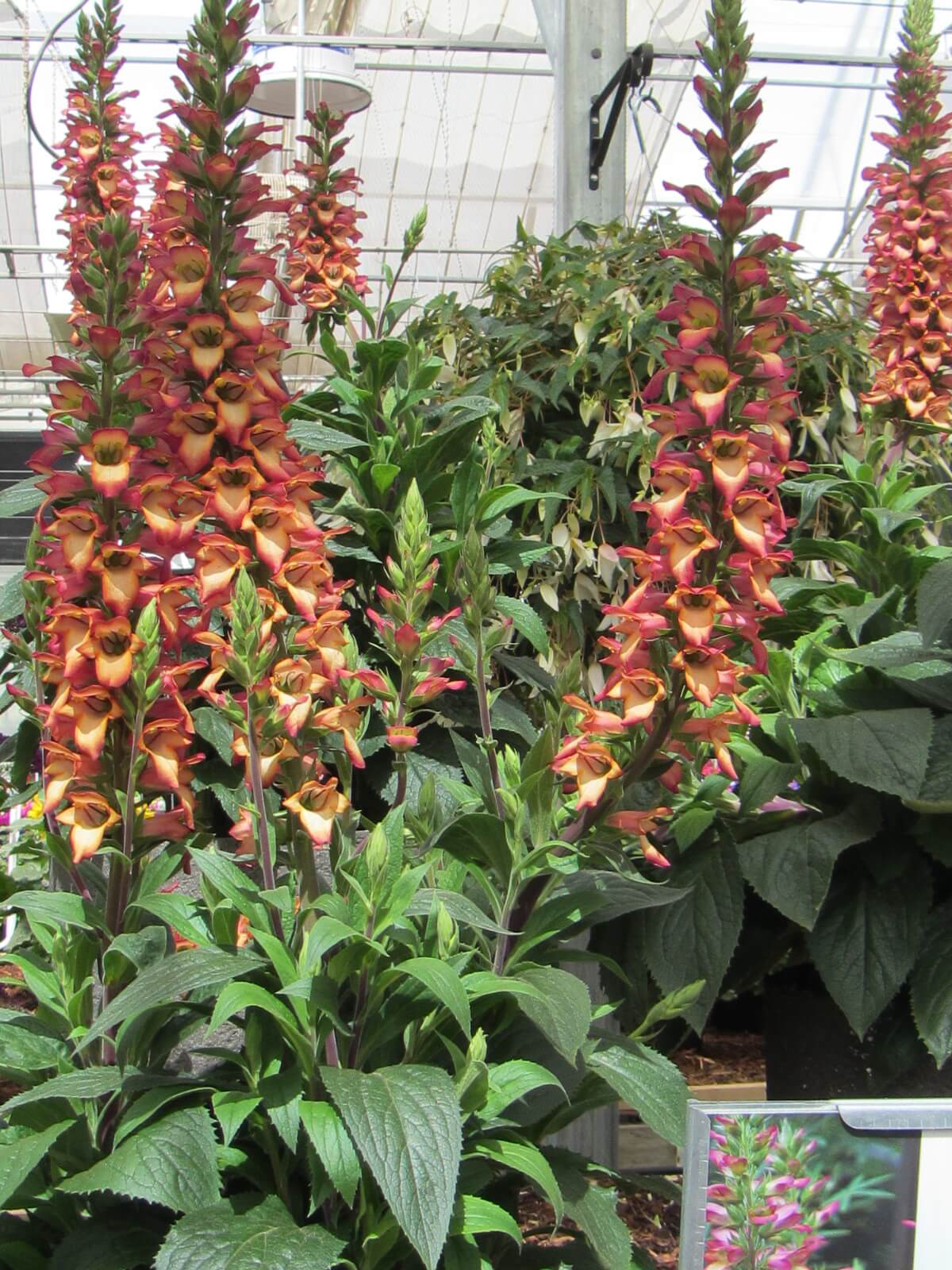 The long-blooming 'Illumination Flame' will light up any late-summer garden.