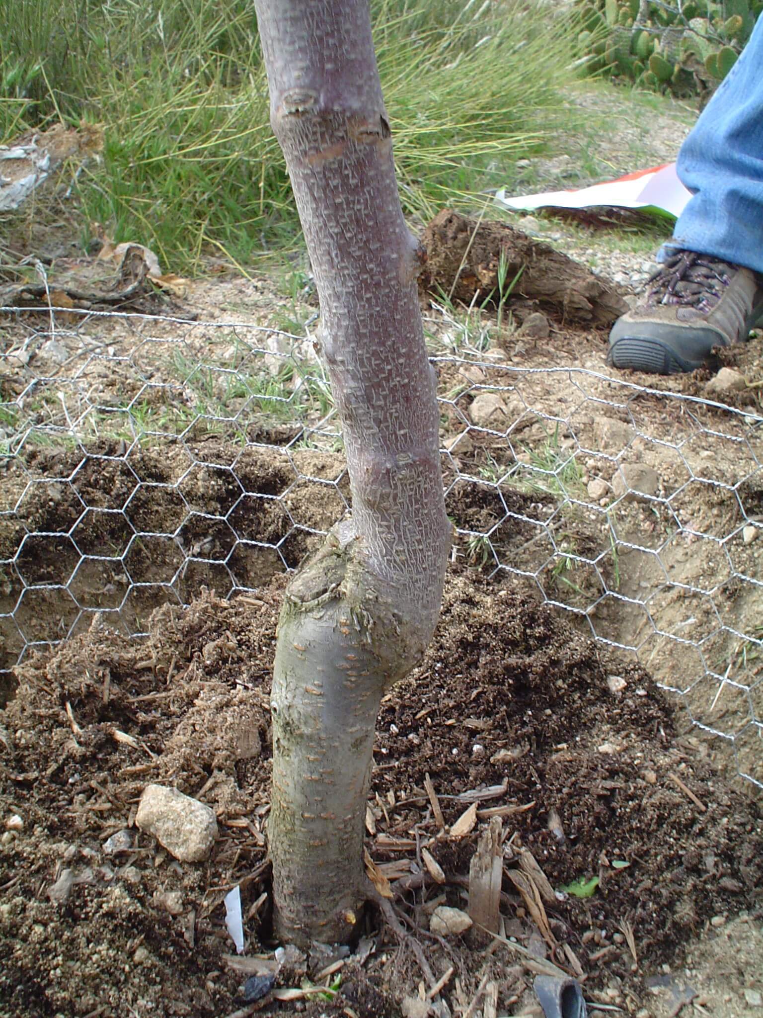 Planting Bare Root Fruit Trees Black Gold