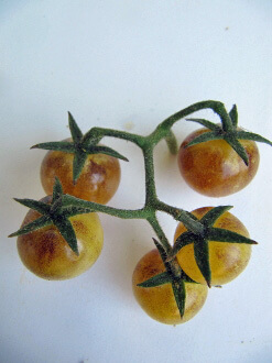 'Amethyst Cream Cherry' tomato is very pretty and taste. (Photo care of Wild Board Farms)