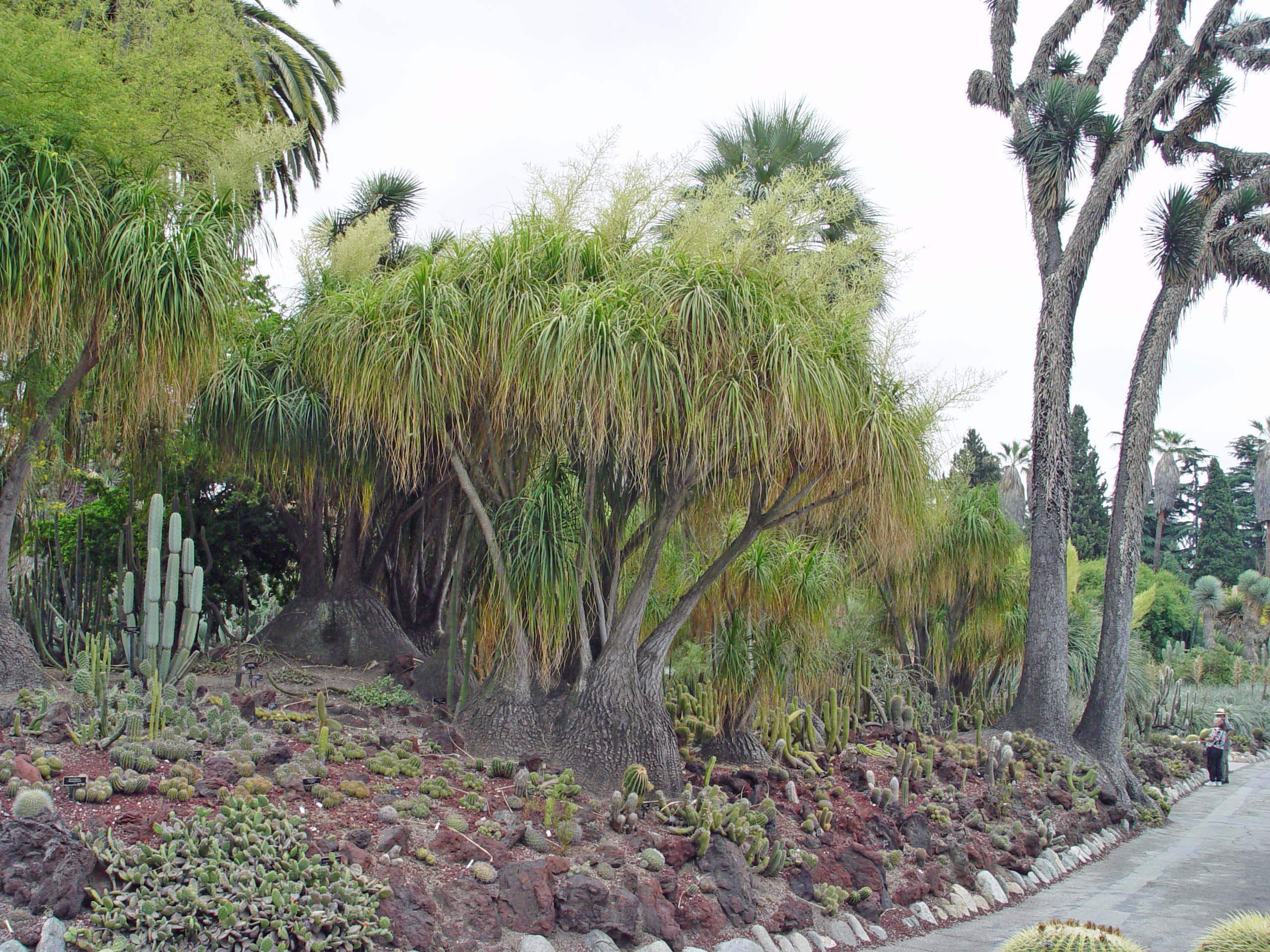 This south-facing slope uses red lava rocks to create the structure for a cacti collection at the Huntington Botanical Garden in Pasadena, CA.