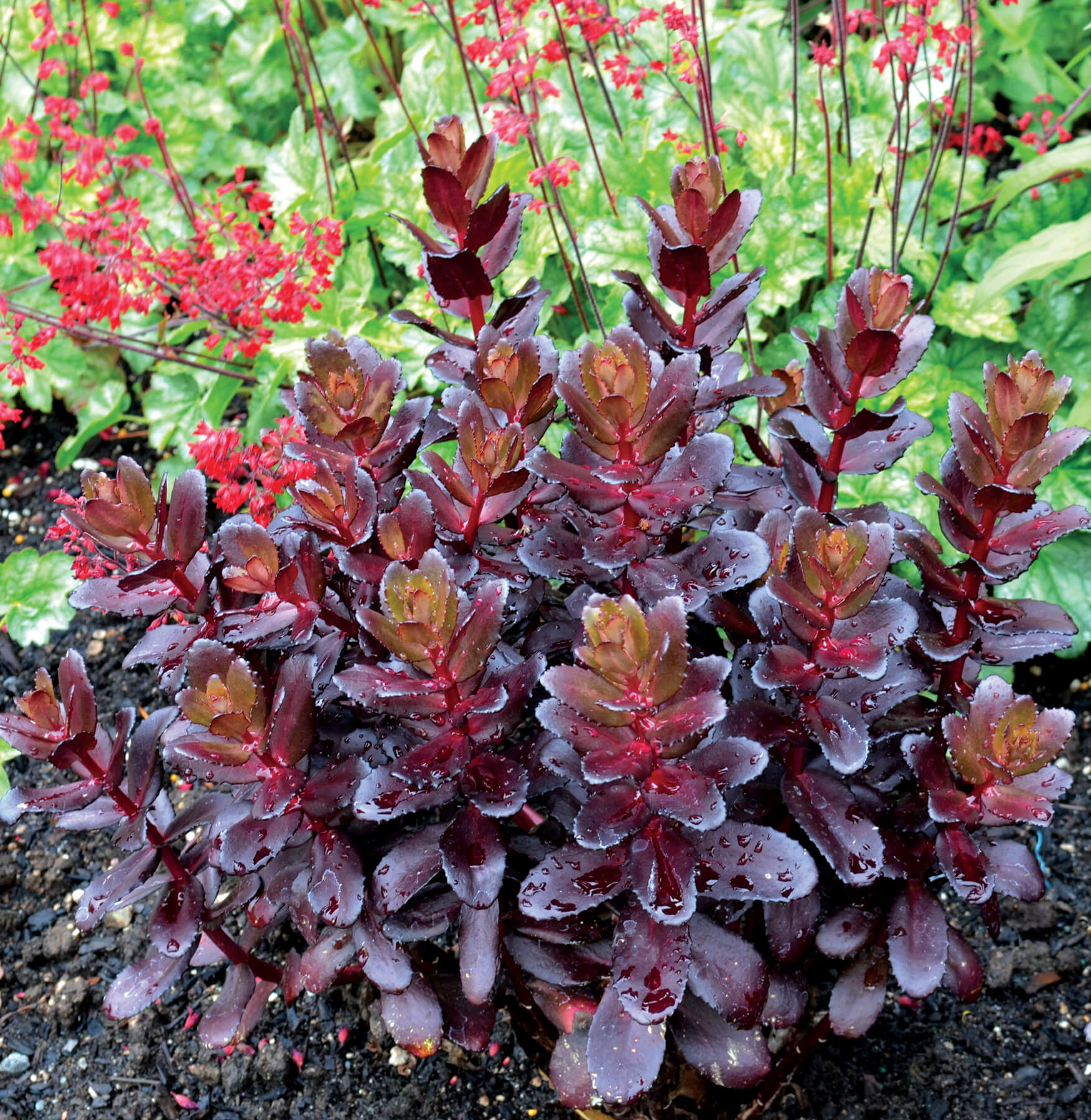 Sedum 'Touchdown Teak' is a pretty sedum just perfect for gravel gardens.