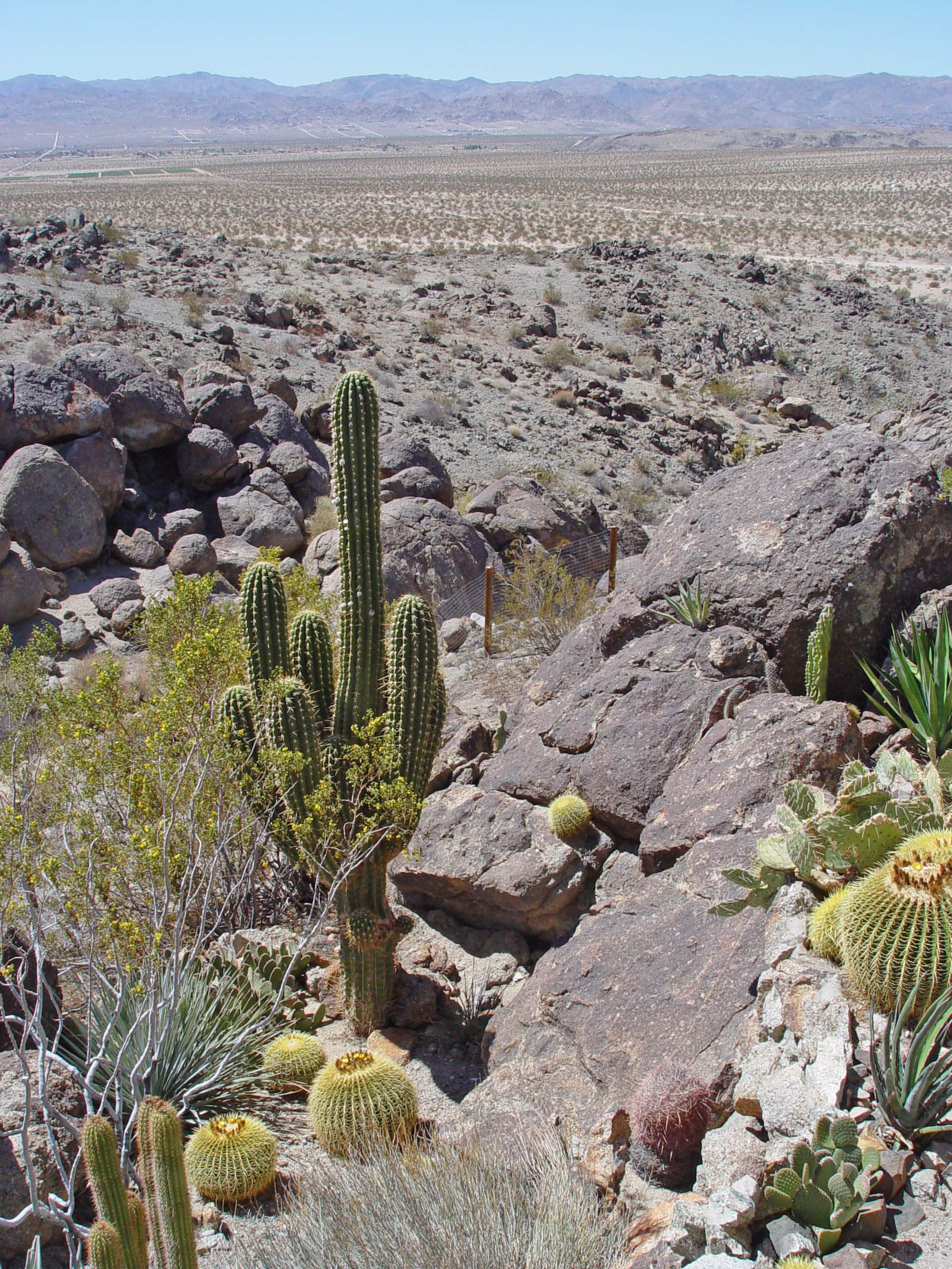 Cacti love to live in tiny gaps between rocks, where drainage is rapid and fertility low.