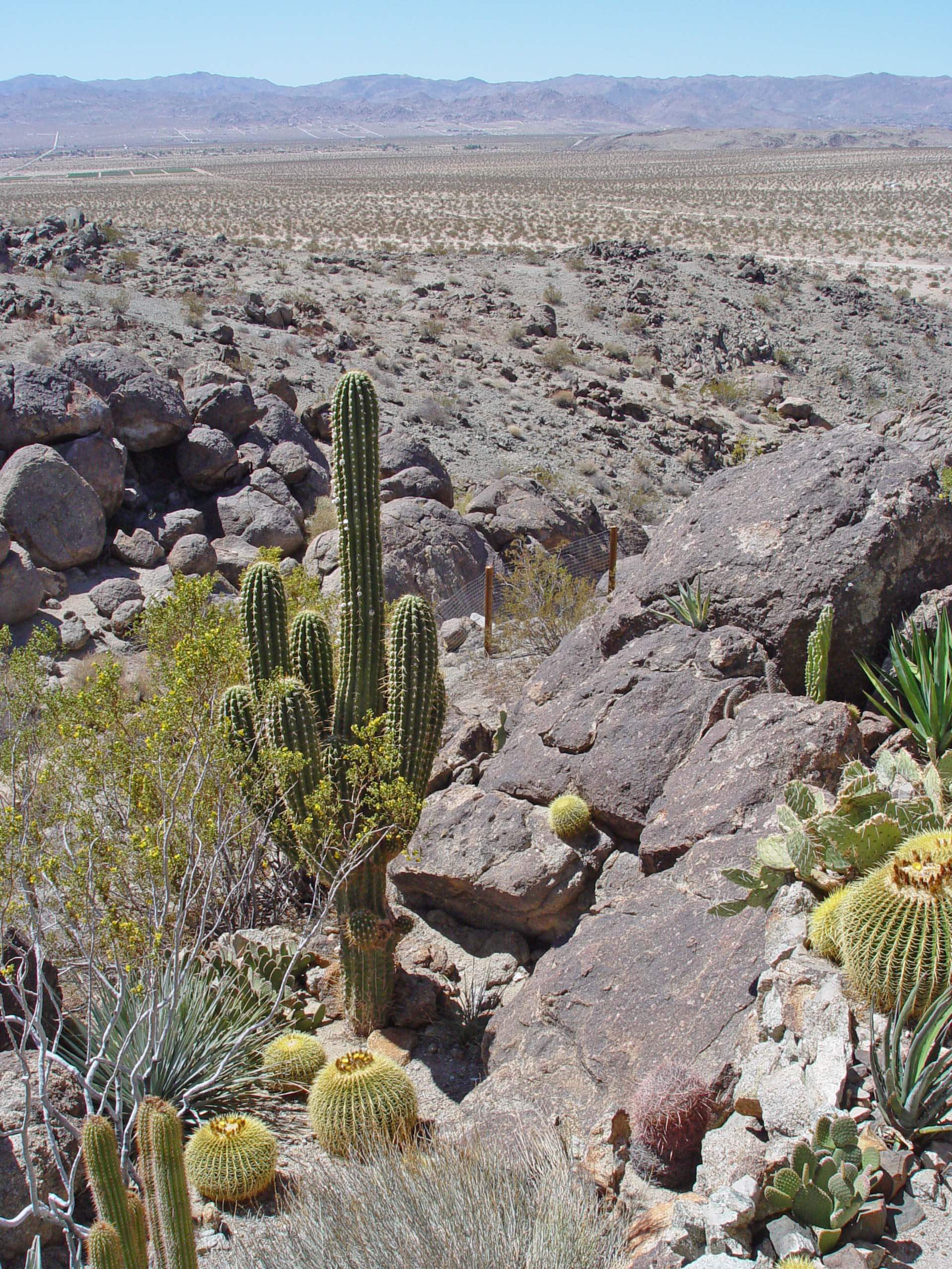 rock cactus garden