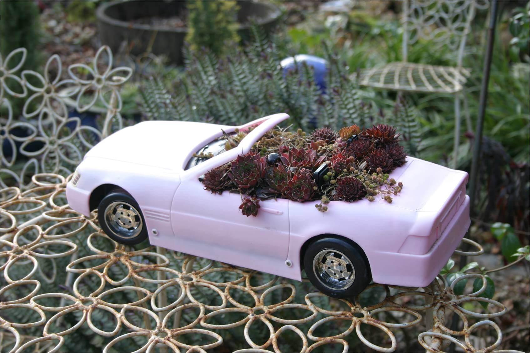 car with sedum