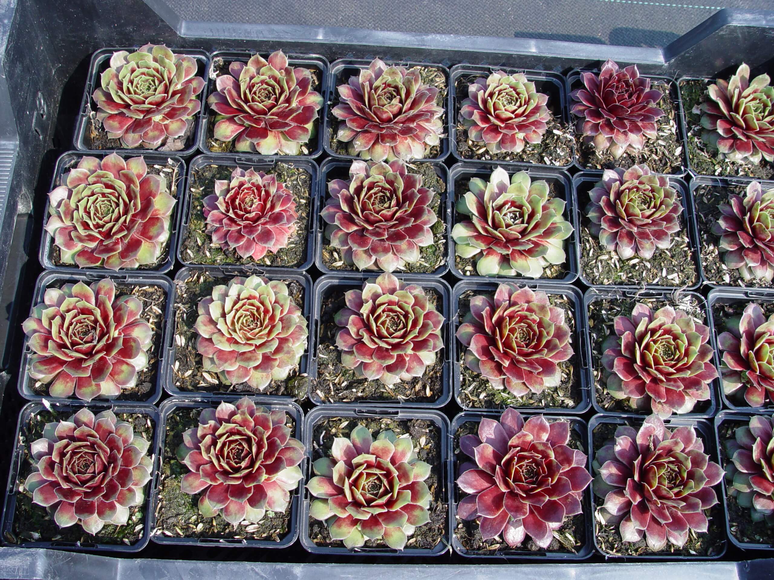 Brightly colored sempervivums, adapted to harsh alpine conditions, do well outdoors in colder climates, provided drainage is assured.
