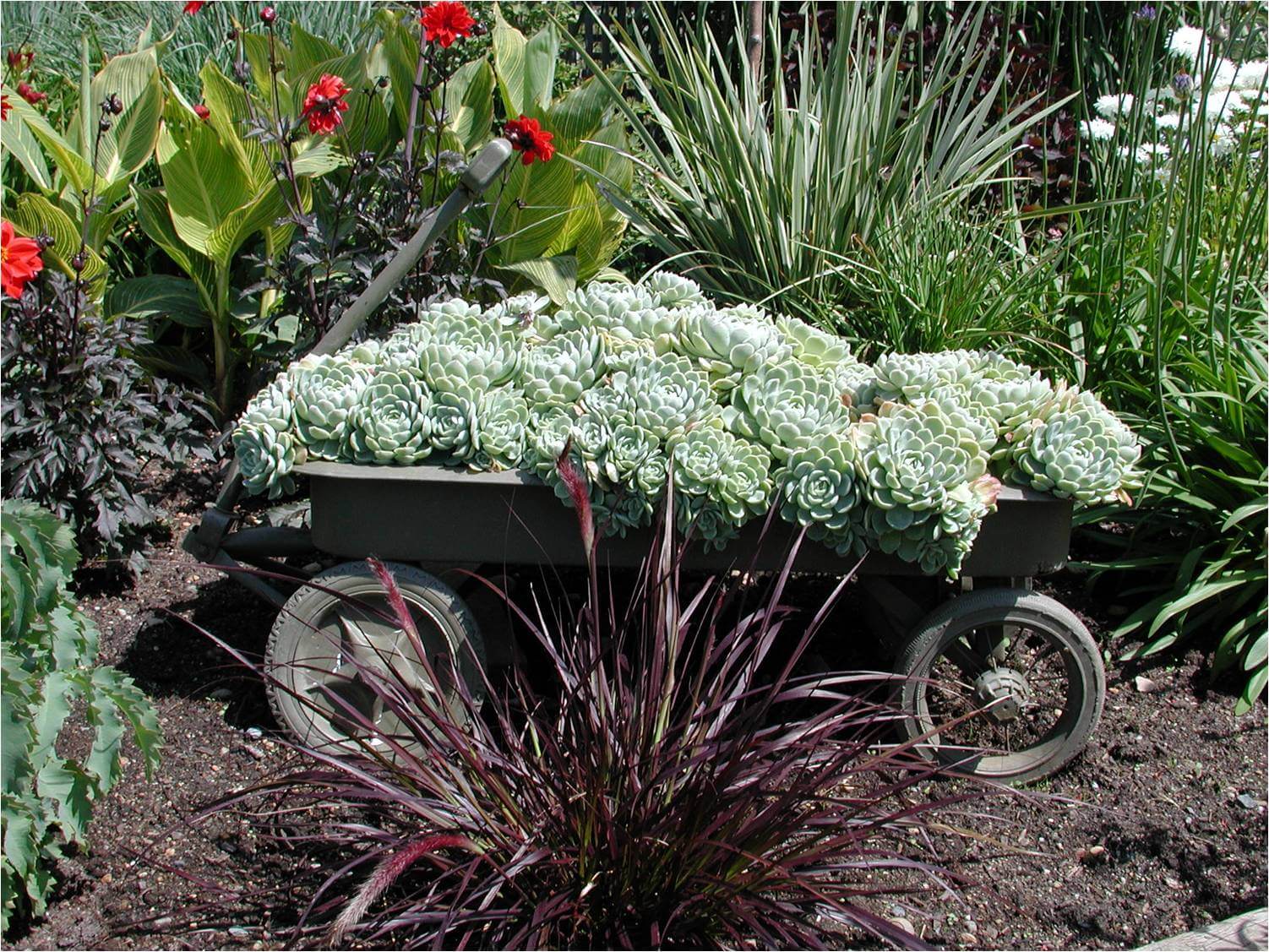 wagon with sedums