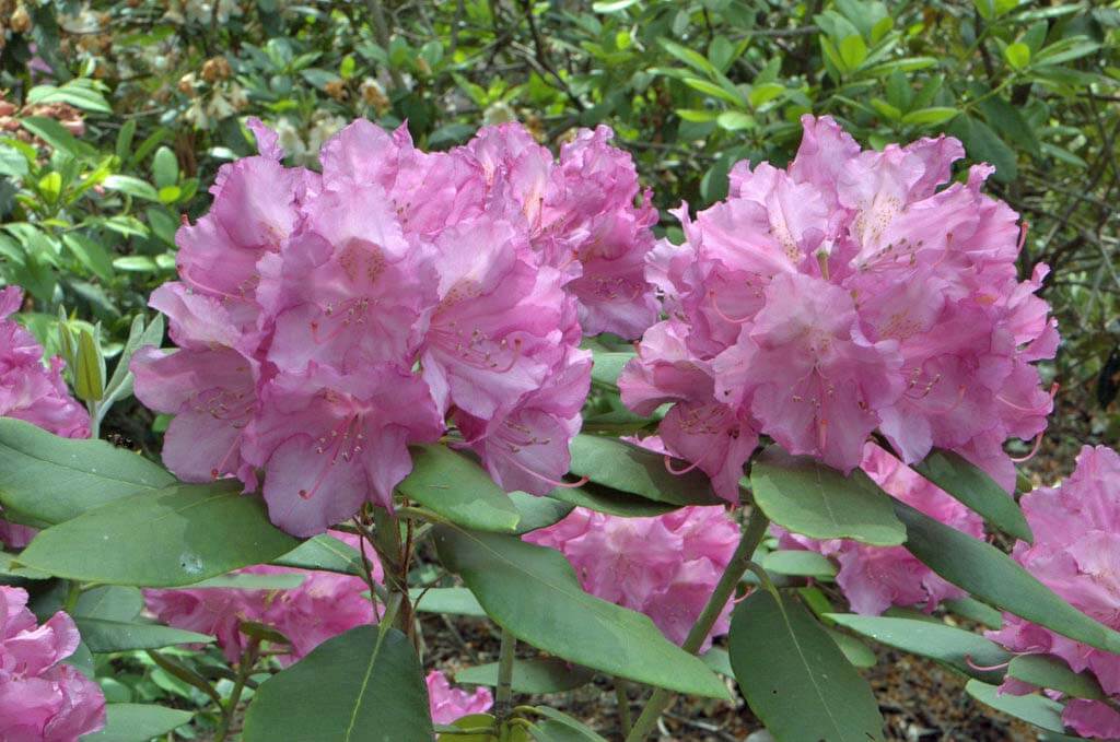 1-Wyatt's Rhodie