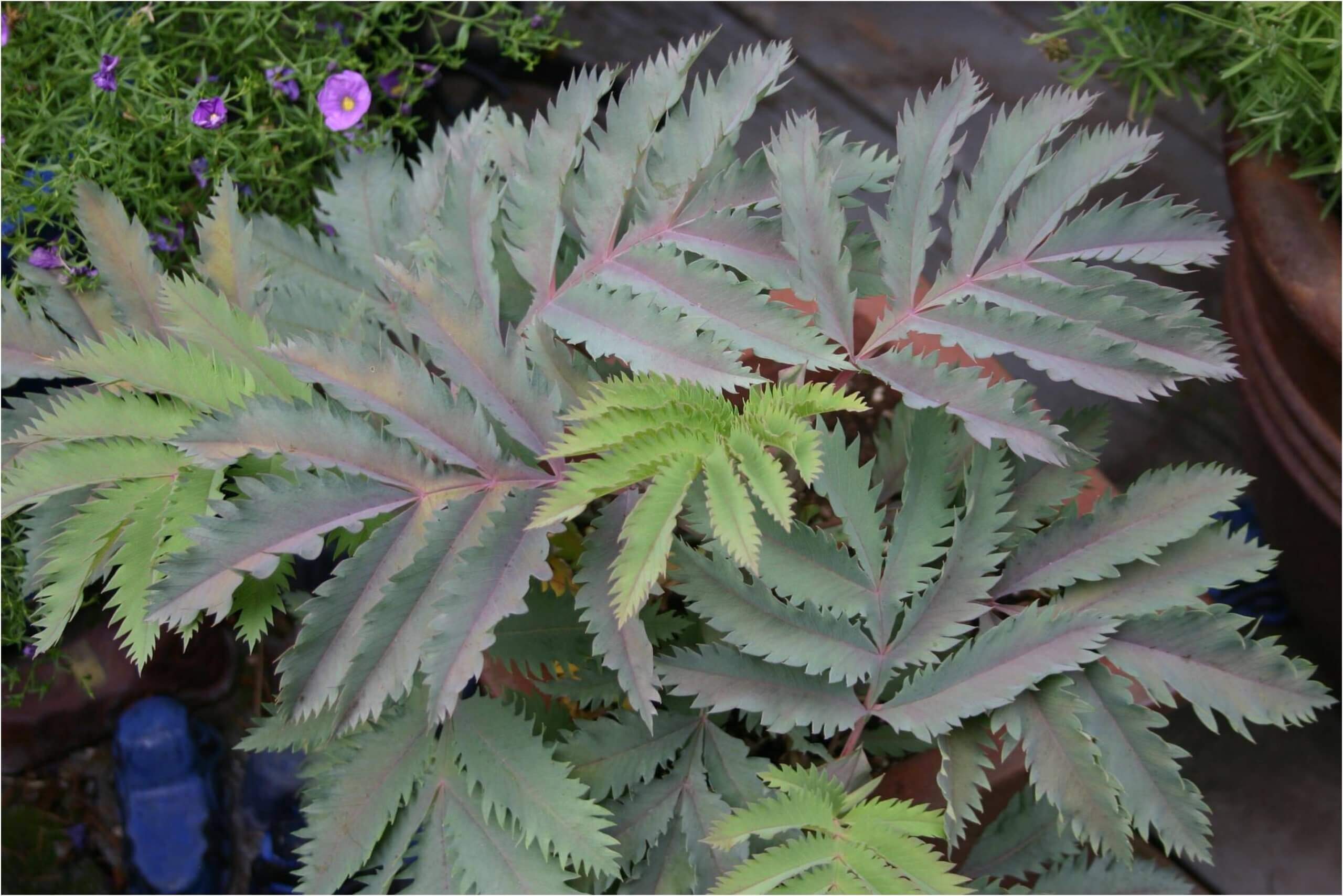 The reddish blue foliage of Melianthus 'Antonow's Blue' adds significant interest to potted plantings.