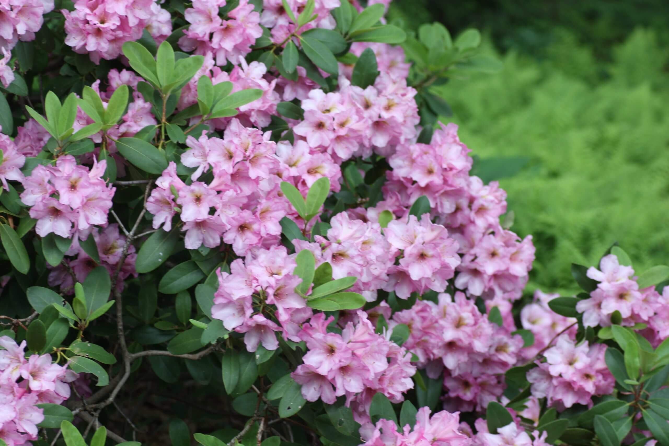 The pretty Rhododendron ‘Duke of York’ offers loose trusses of soft pink flowers in late spring.